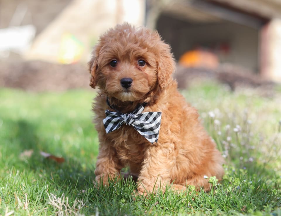 Photo of Mini Aussiedoodle