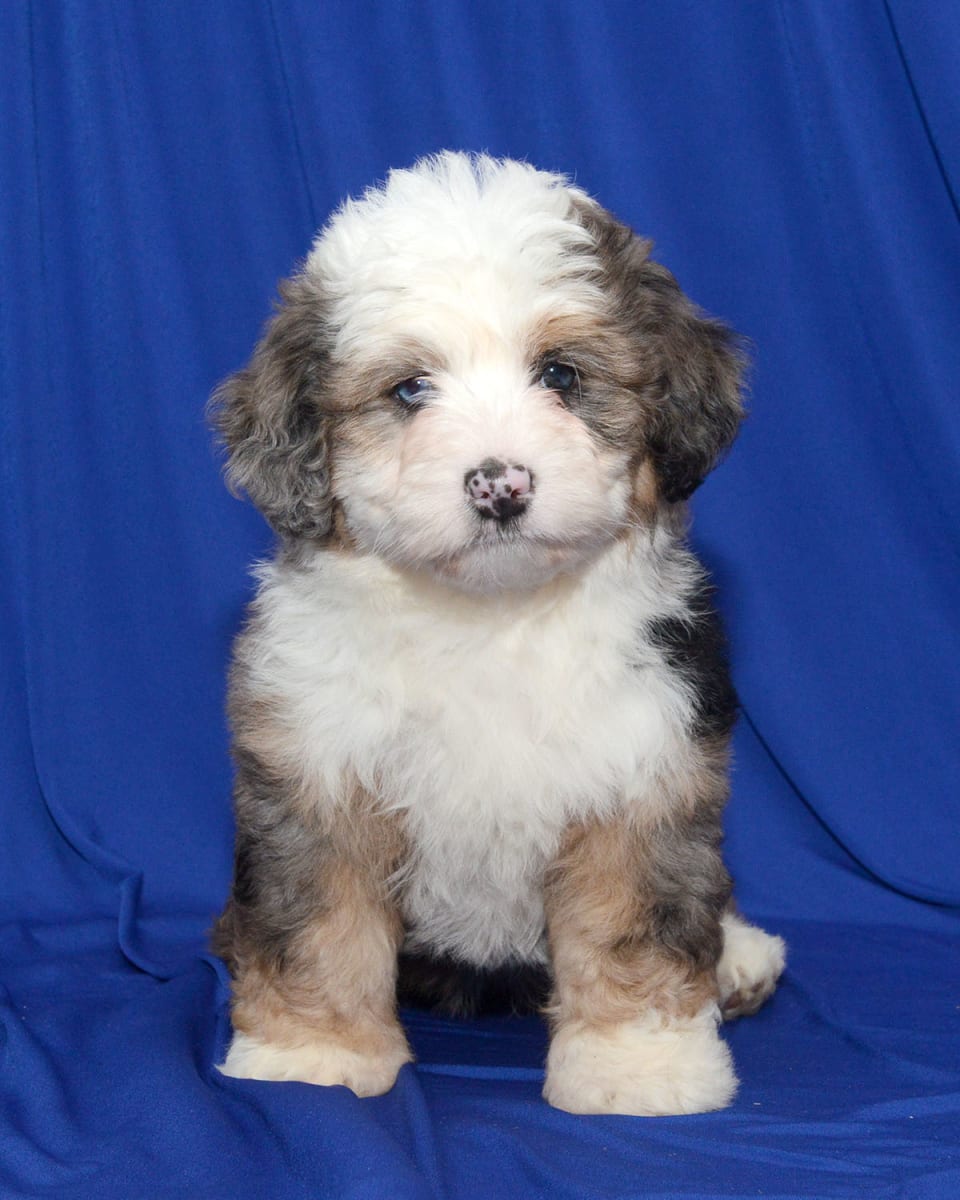 Photo of Mini Bernedoodle