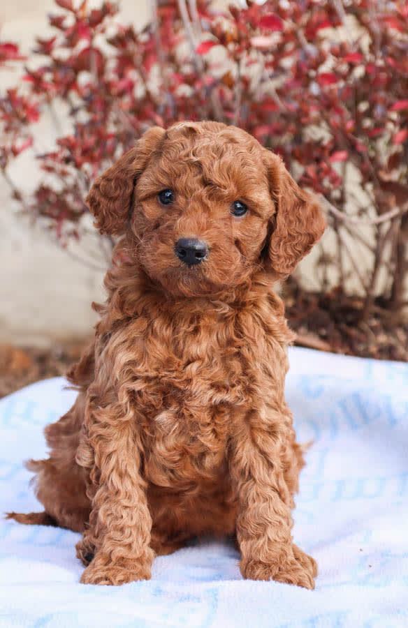 Photo of Mini Labradoodle