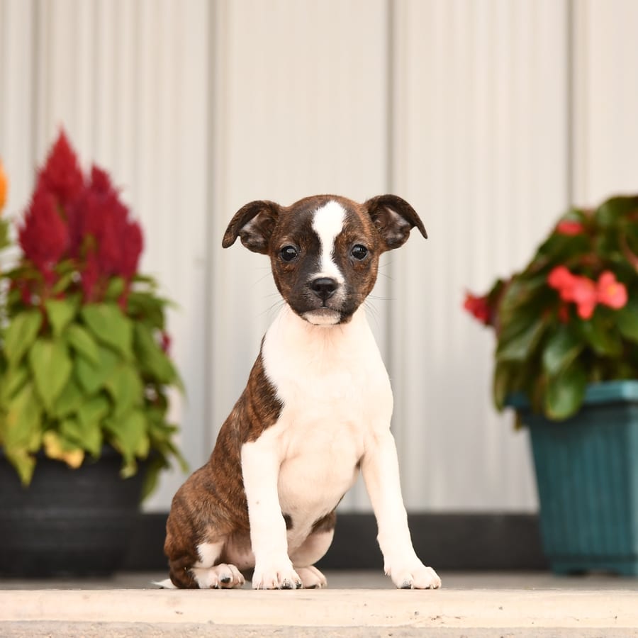 Merle jack russell terrier hotsell
