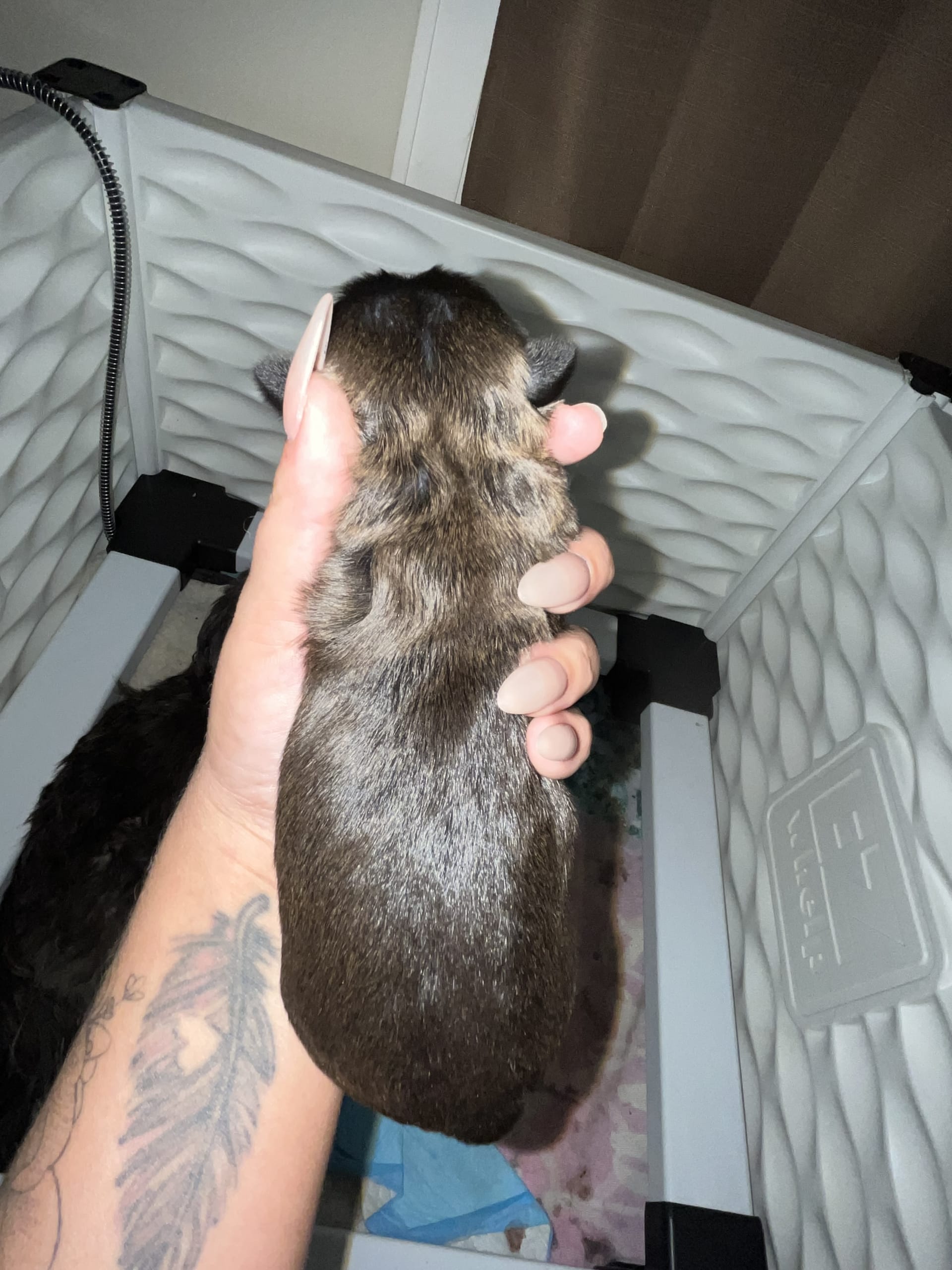 Little Diva Shih Tzu Puppy for Sale in PA Lancaster