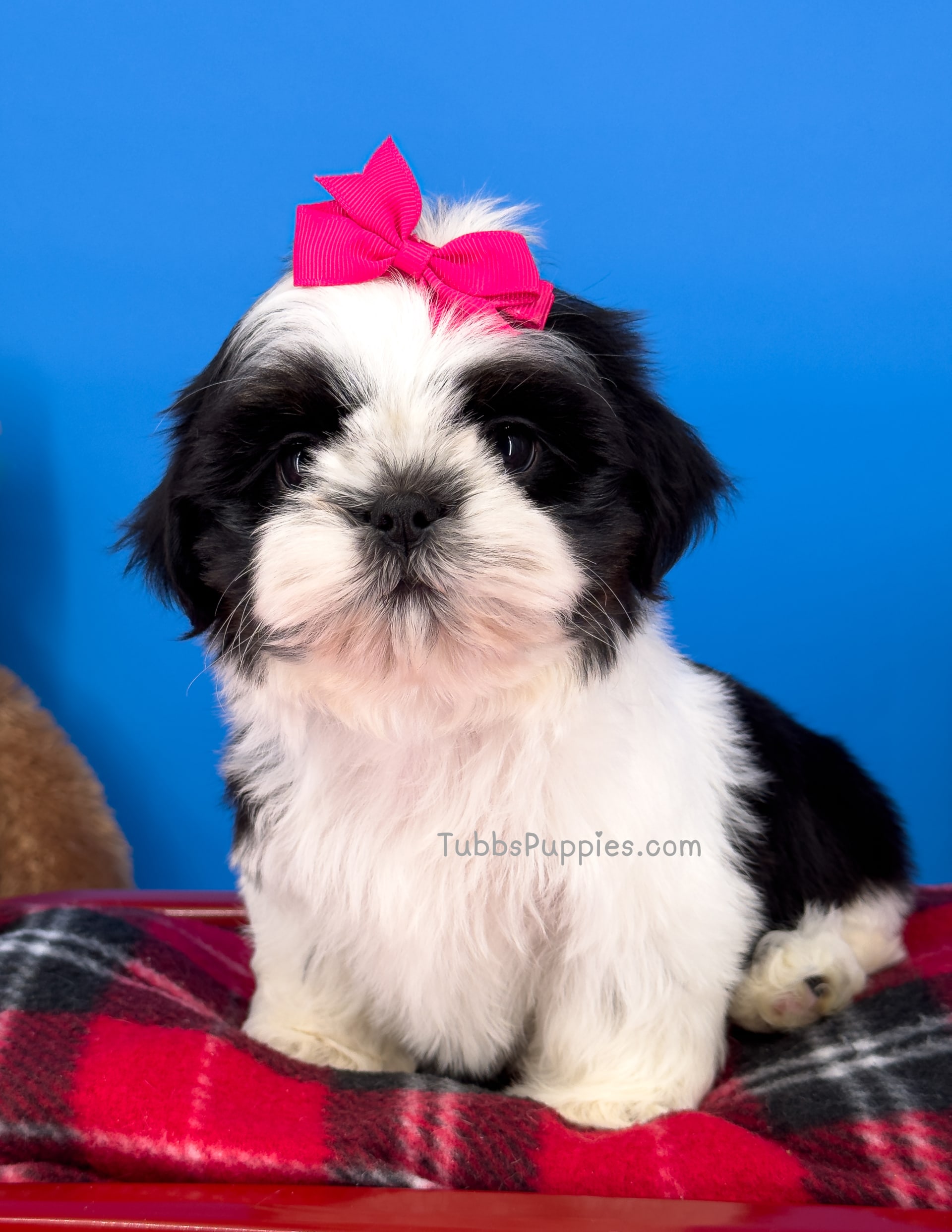 Ella Mae Shih Tzu Puppy for Sale in Fort Worth, TX Lancaster Puppies