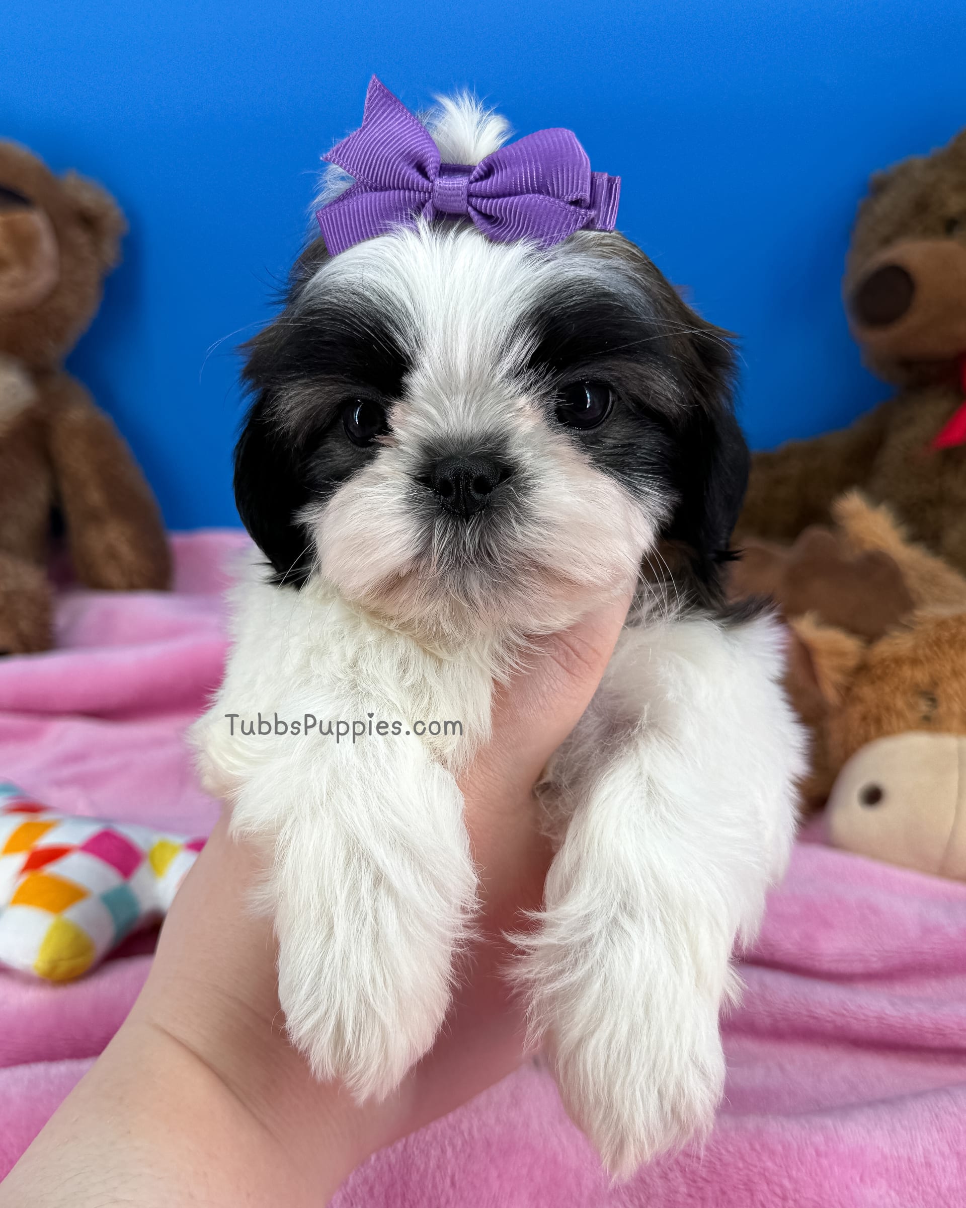 Daisy Mae Shih Tzu Puppy for Sale in Fort Worth, TX Lancaster Puppies