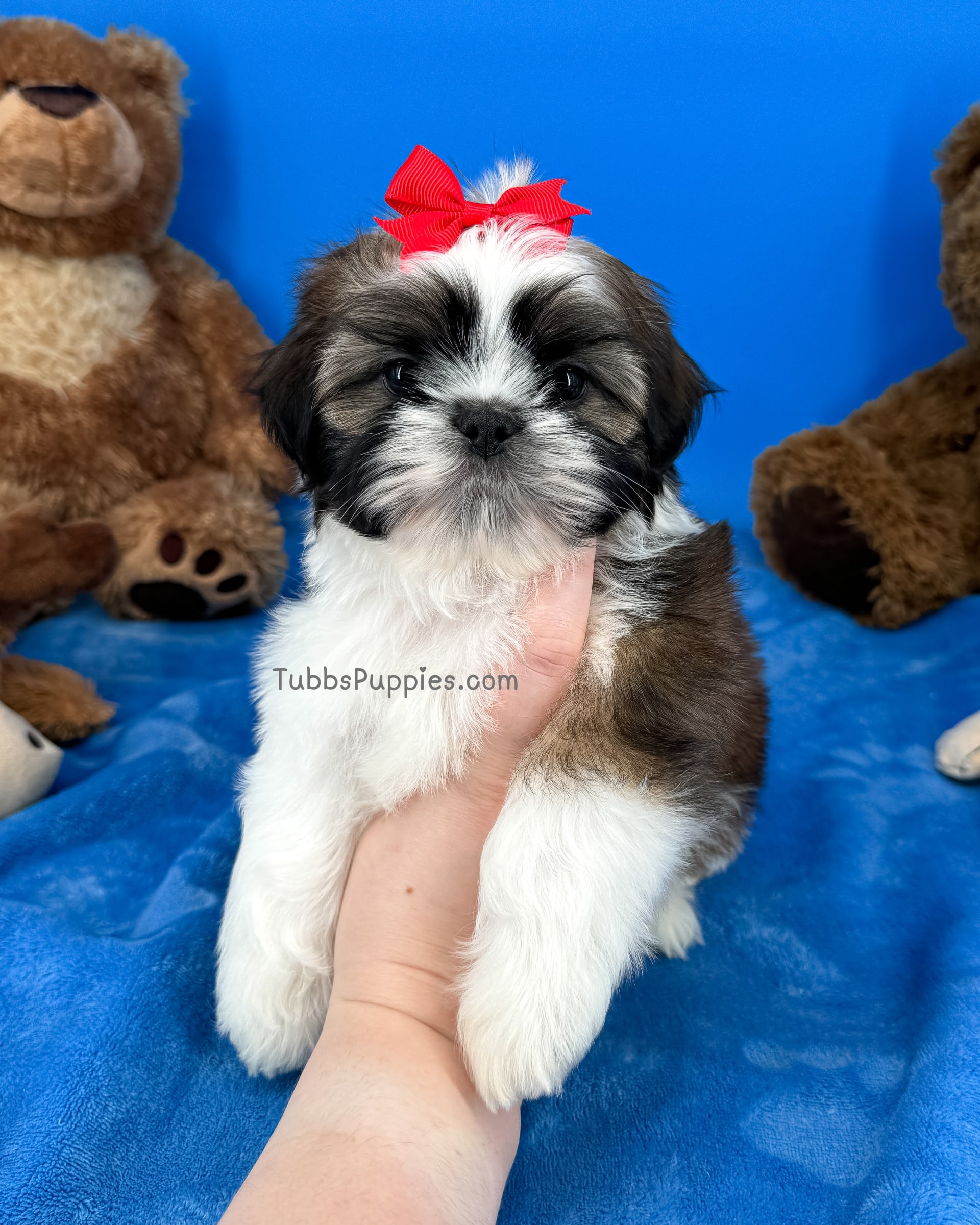 Chocolate Chip Shih Tzu Puppy for Sale in Fort Worth, TX Lancaster