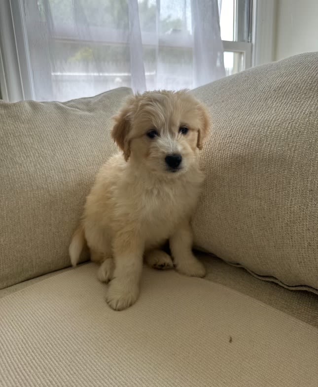 Charlie American Eskimo and Goldendoodle Hybrid Puppy for Sale in
