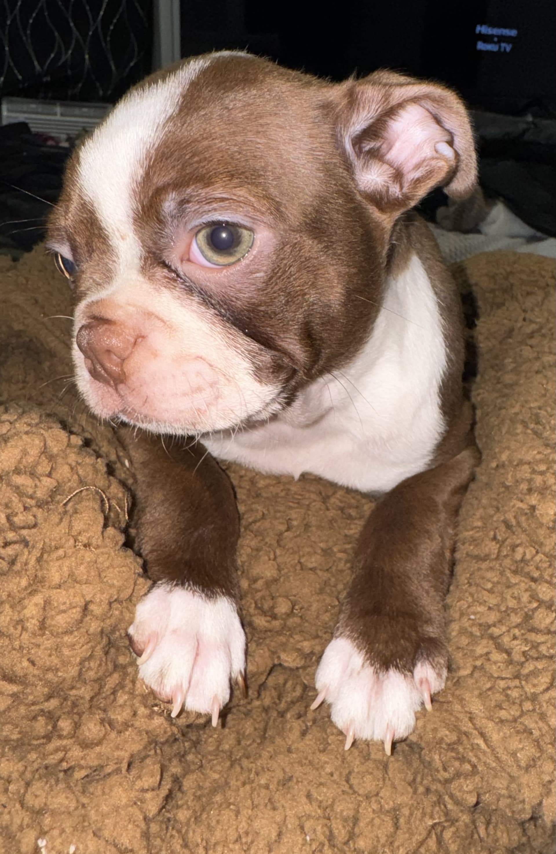 Bear Boston Terrier Puppy for Sale in Stony Point, NY Lancaster Puppies