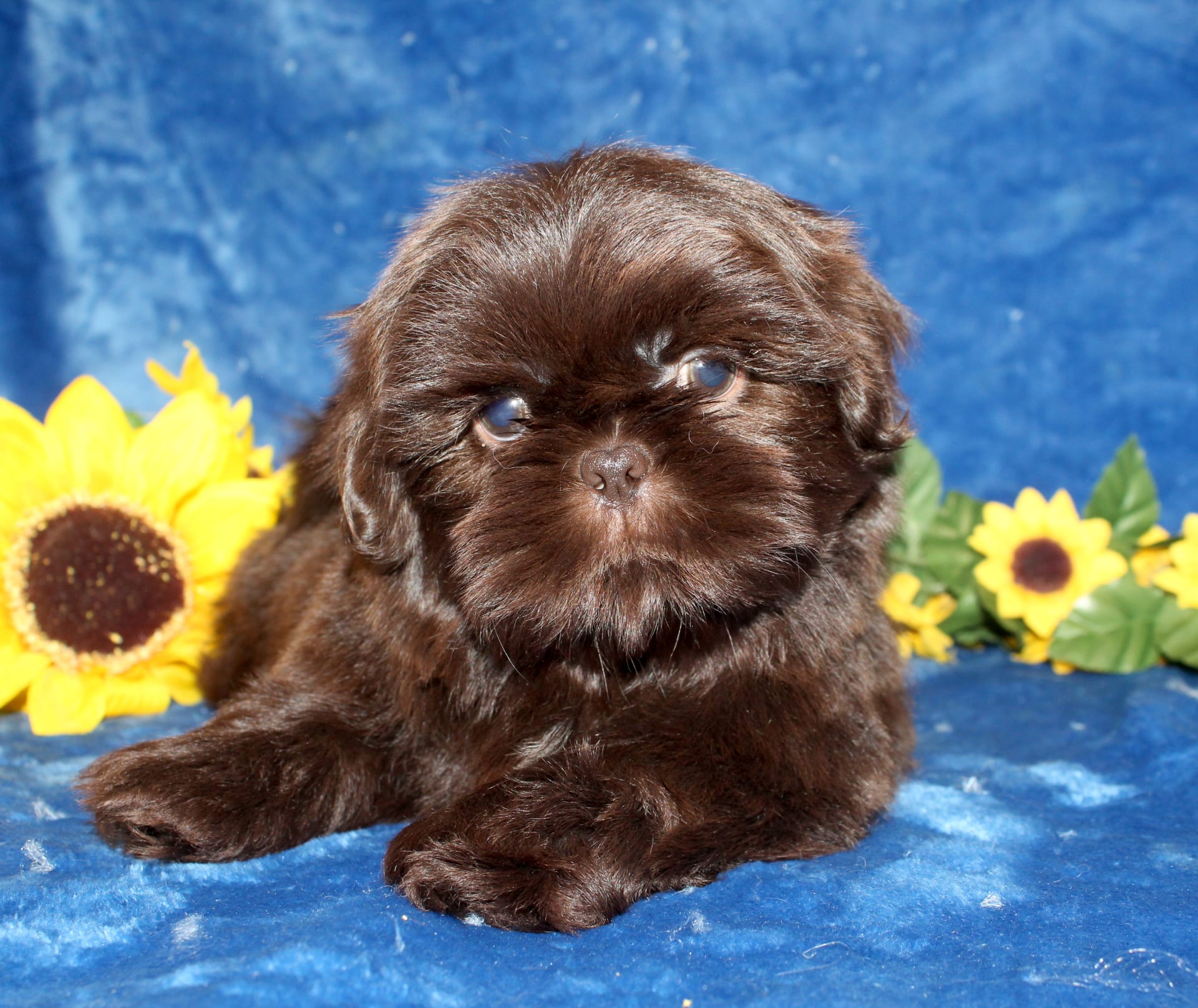 Prince Shih Tzu Puppy for Sale in Manheim, PA Lancaster Puppies