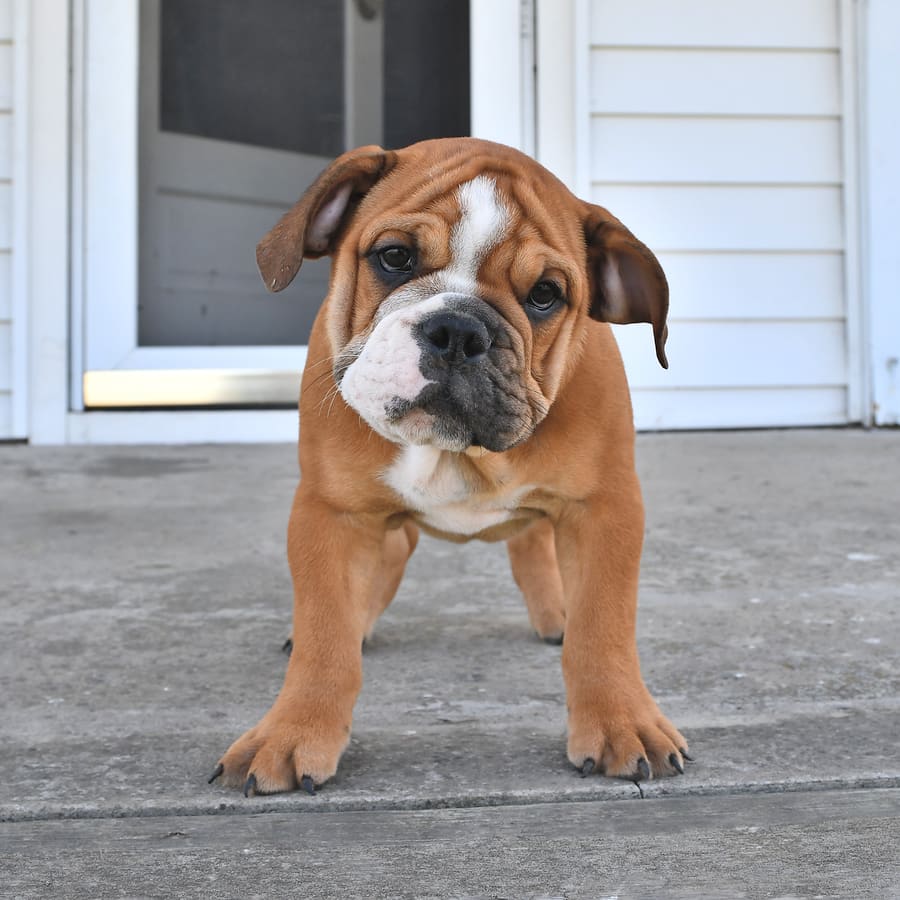 Long haired old english bulldog hotsell