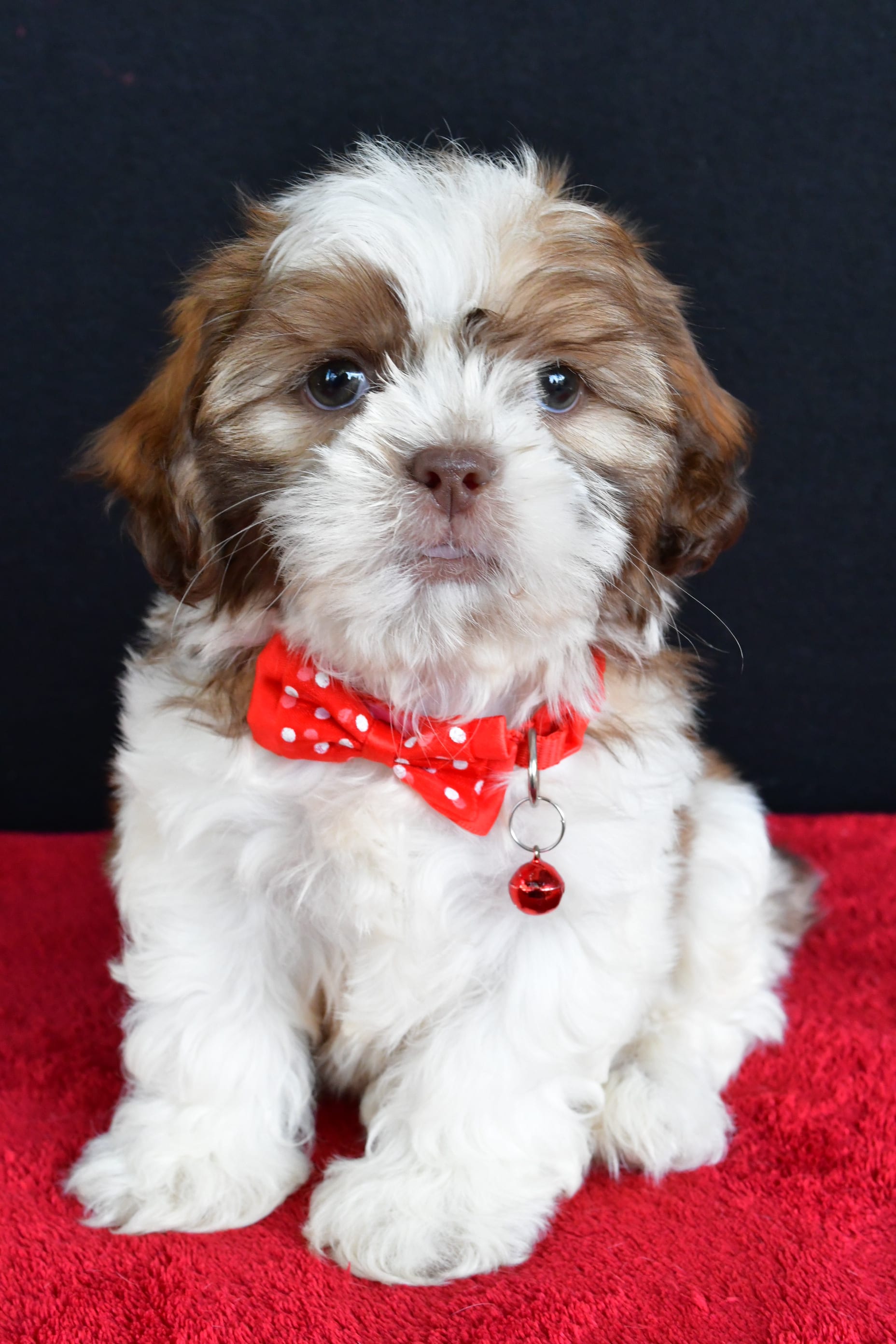 Lance Shih Tzu Puppy for Sale in millersburg, OH Lancaster Puppies