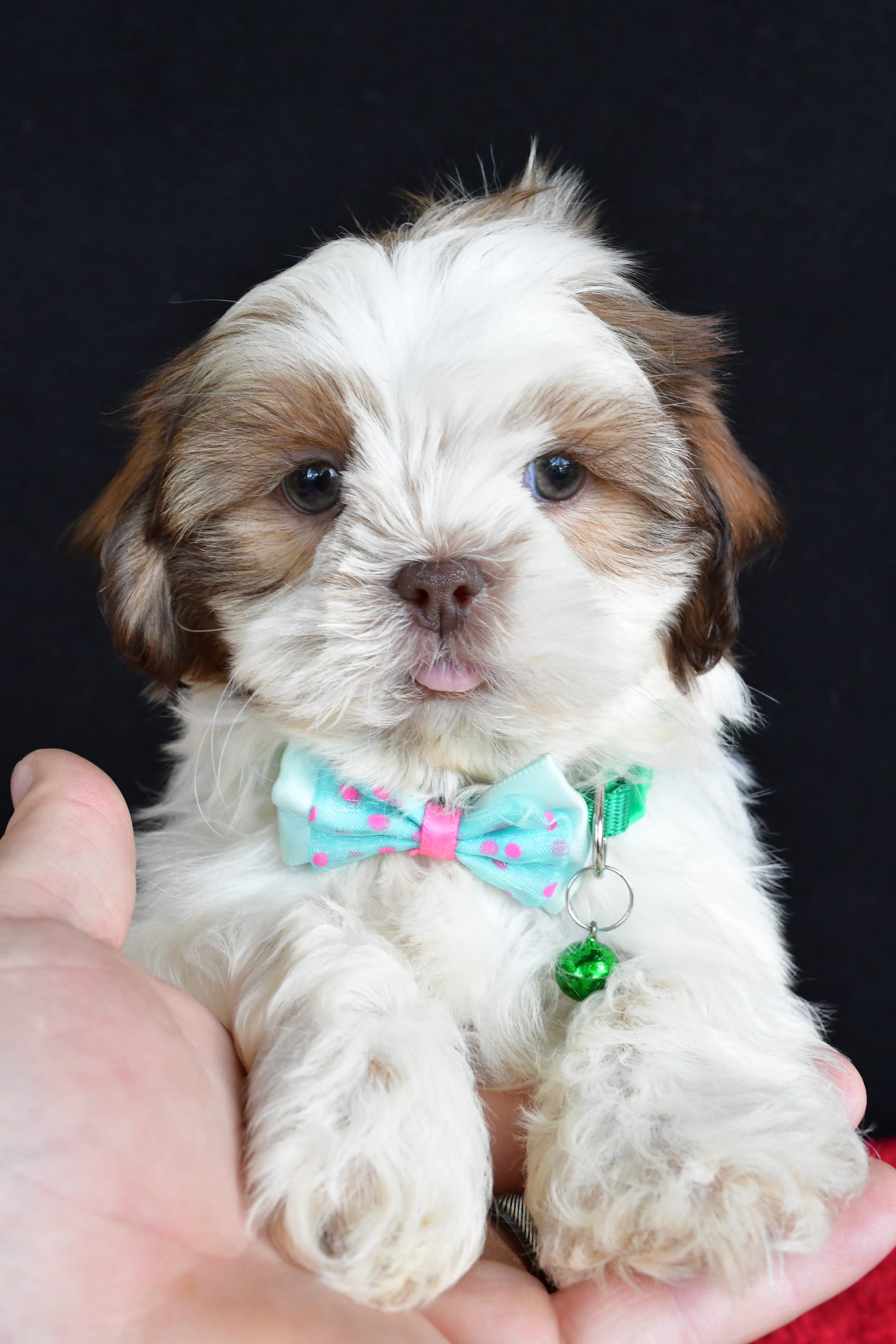 Lucky Shih Tzu Puppy for Sale in millersburg, OH Lancaster Puppies