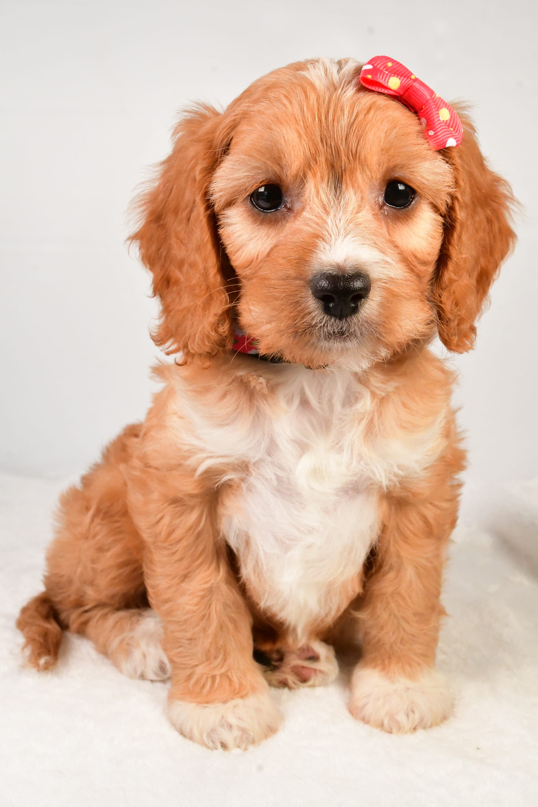 Clover Cavapoo Puppy for Sale in Sugarcreek, OH Lancaster Puppies