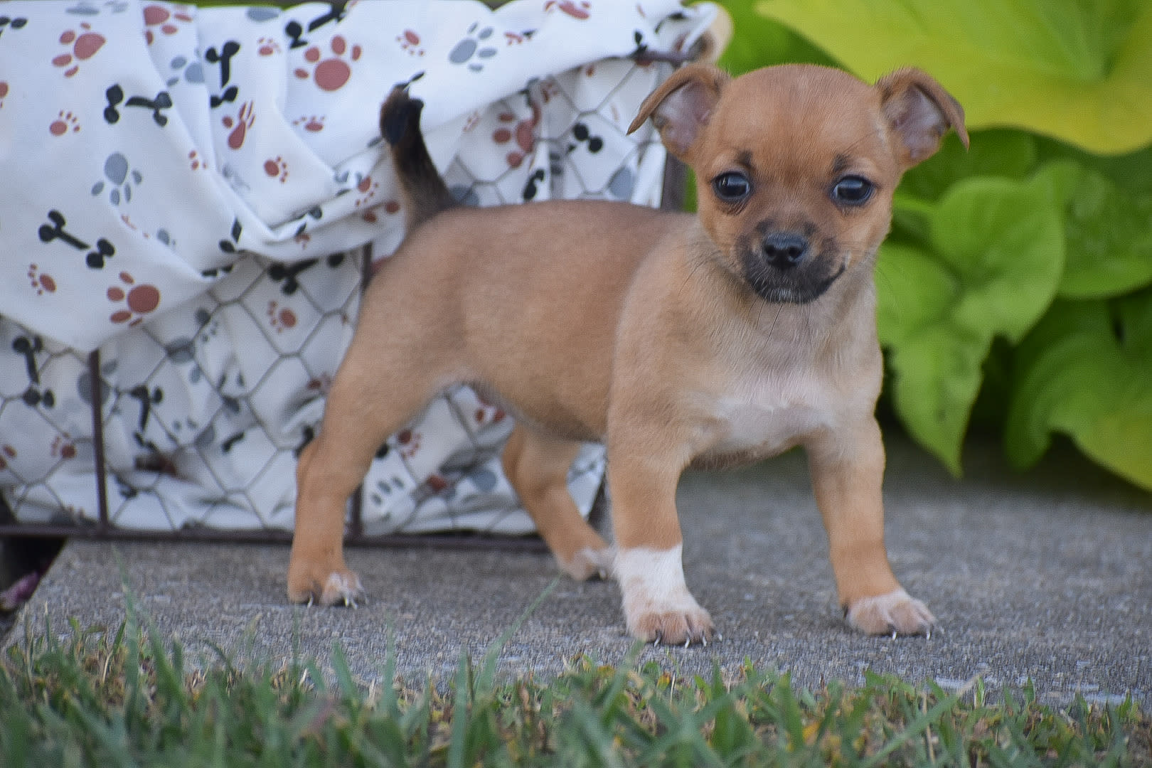 Cheap chihuahua puppies for sale near retailers me