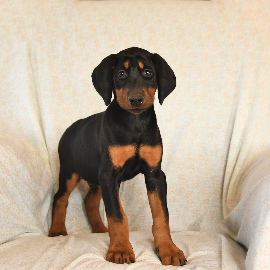 Diamond - Doberman Pinscher Puppy For Sale In Aaronsburg, Pa 