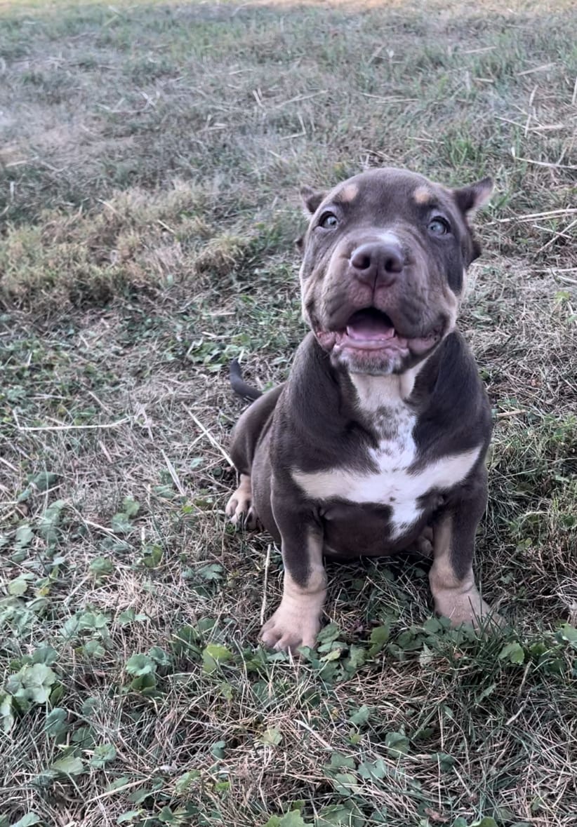 Gotti bully puppies hot sale