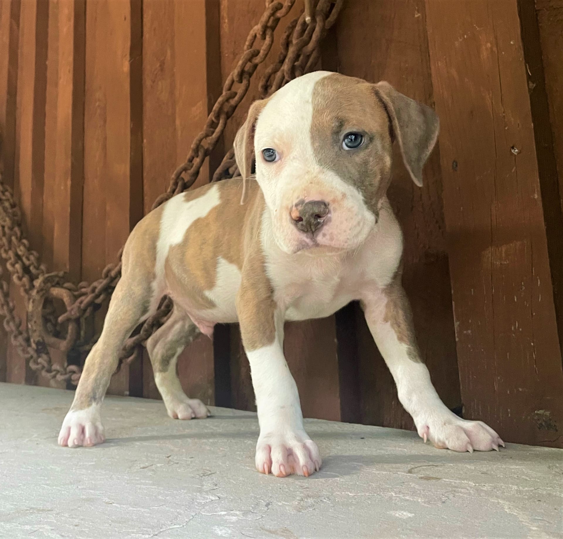 Merle tri pitbull puppies for sale hotsell