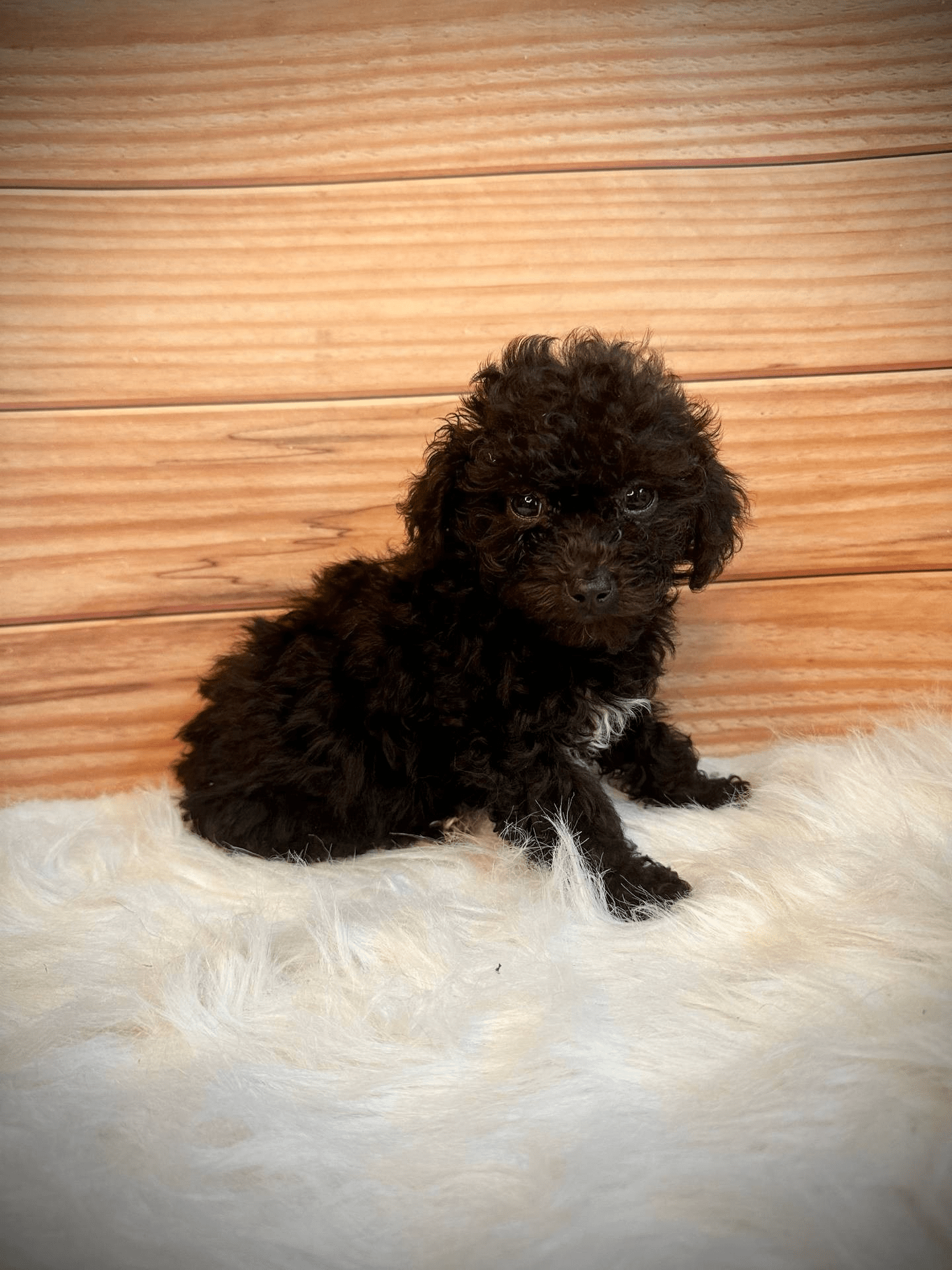 Ckc toy poodles for sale online