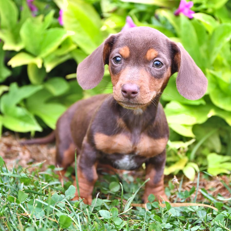 Chocolate short retailers haired dachshund