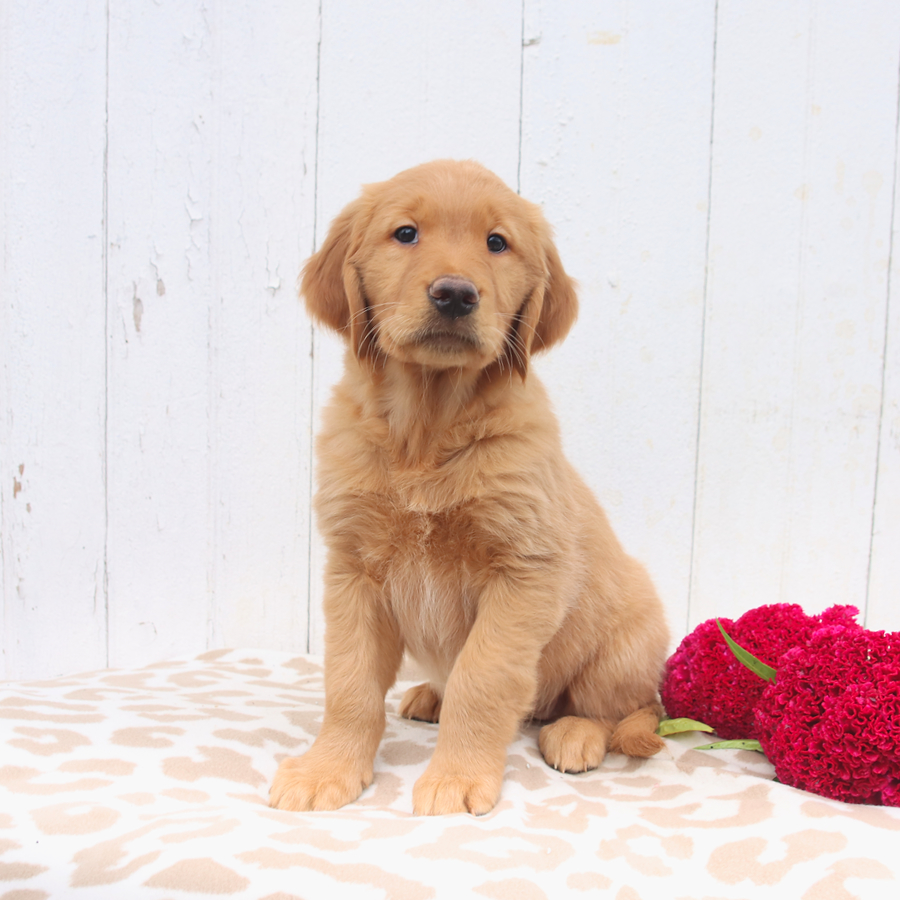 Long haired golden labrador hotsell