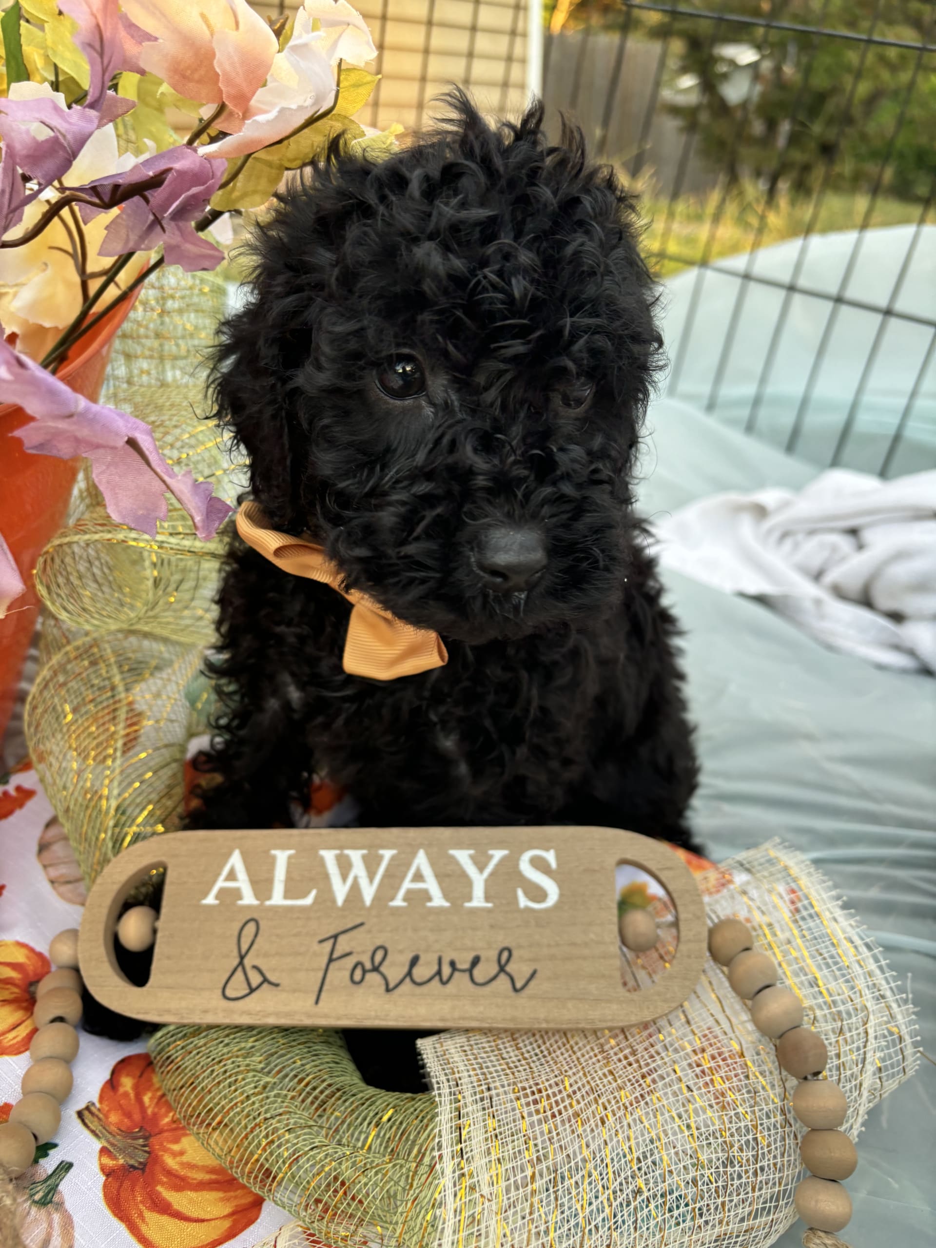 Chark Cockapoo Puppy for Sale in Sicklerville, NJ Lancaster Puppies