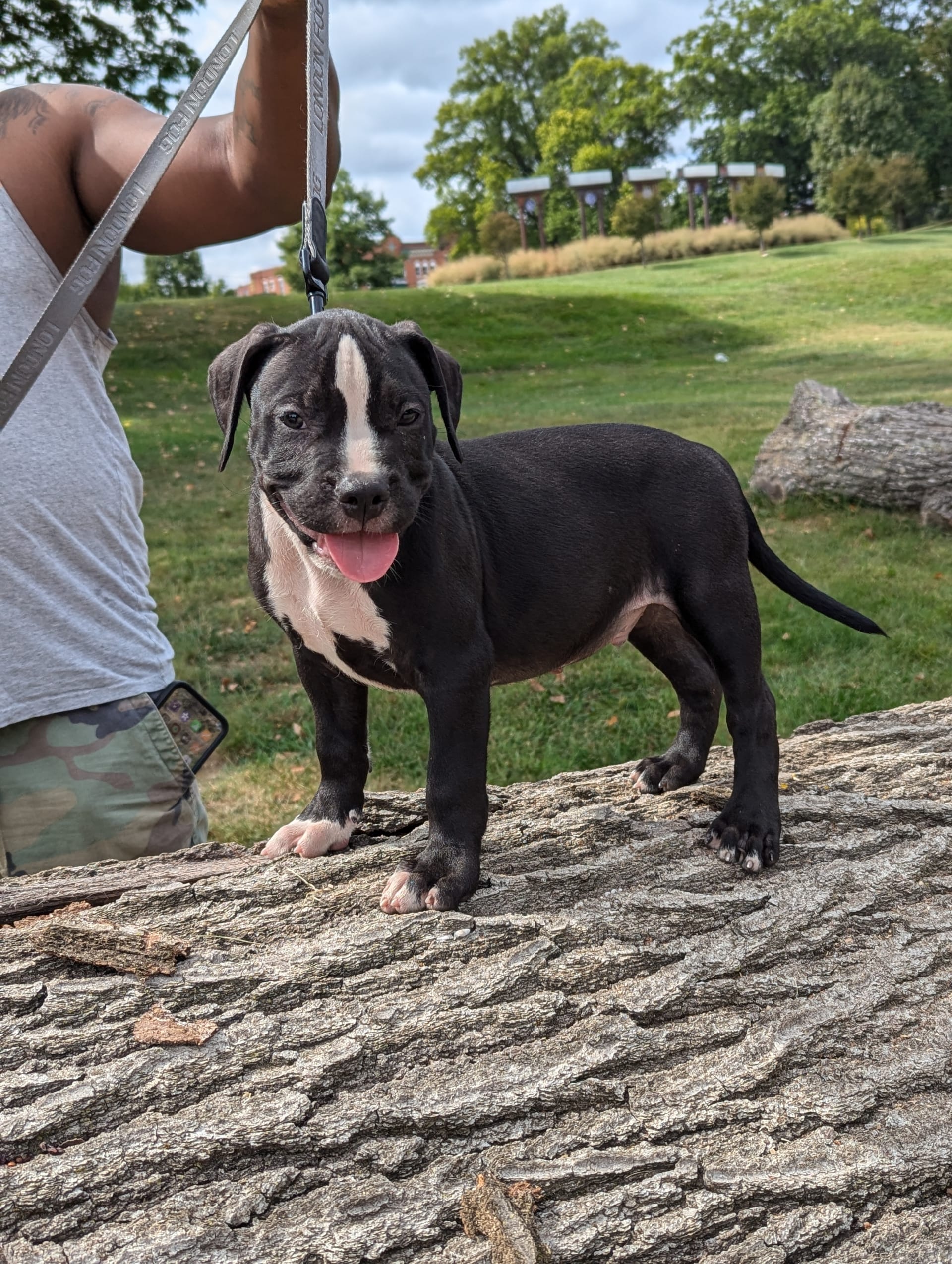 Sniper American Bully Puppy for Sale in Baltimore MD Lancaster Puppies