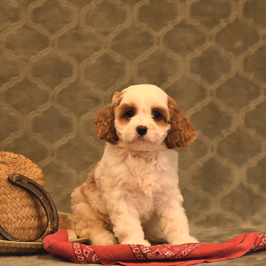 Sunset Cavapoo Puppy for Sale in Mount Pleasant Mills, PA Lancaster