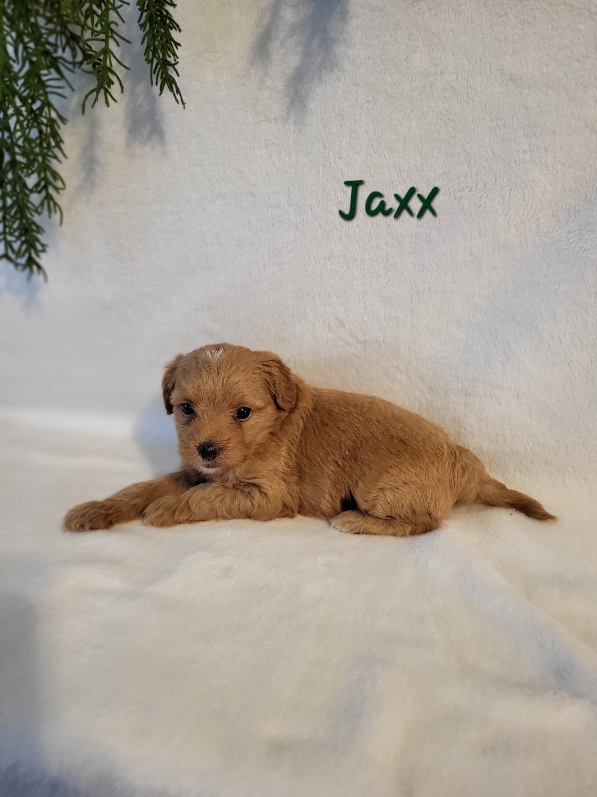 Jaxx ShihPoo Puppy for Sale in Lebanon, PA Lancaster Puppies