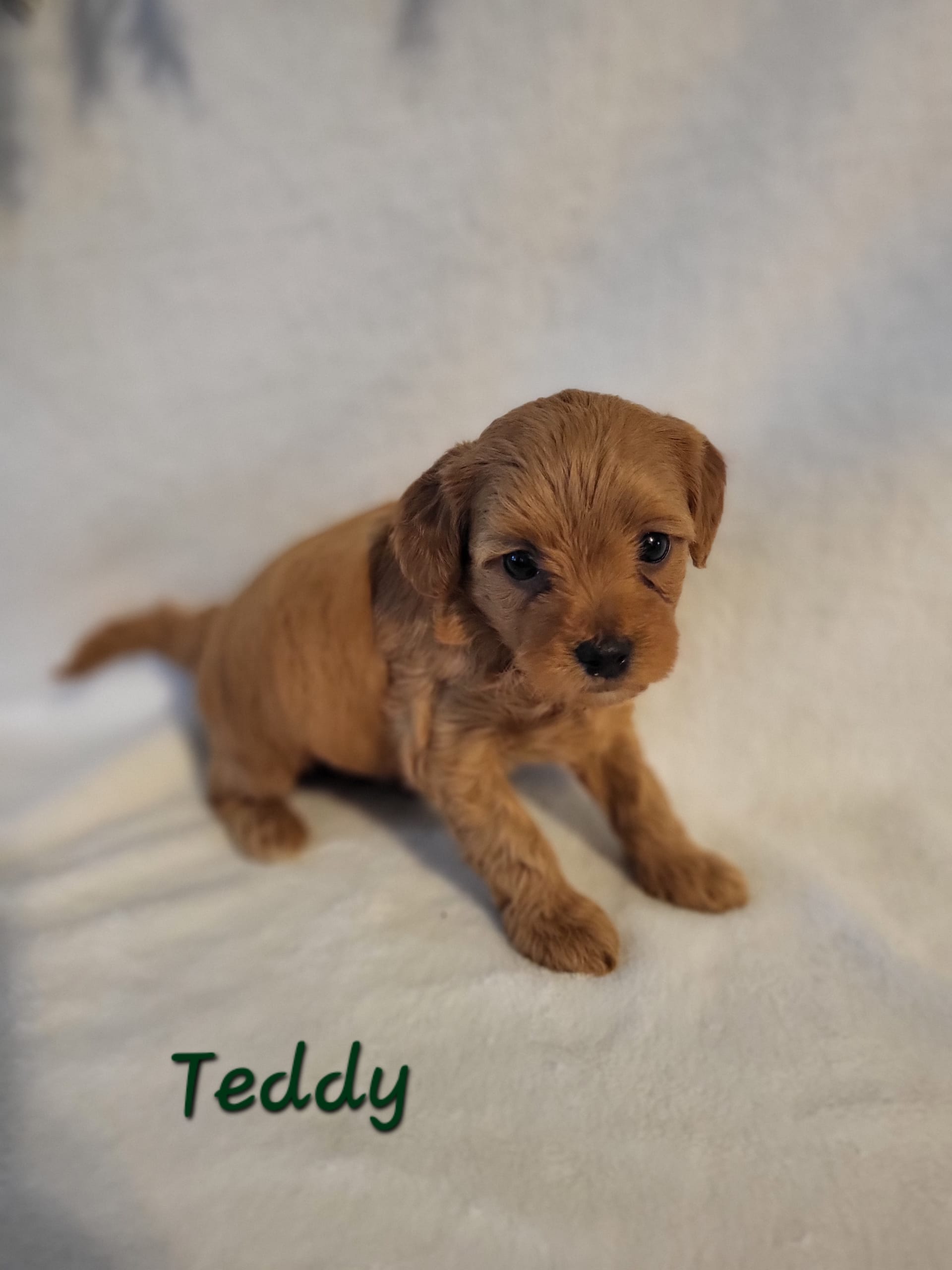 Teddy ShihPoo Puppy for Sale in Lebanon, PA Lancaster Puppies