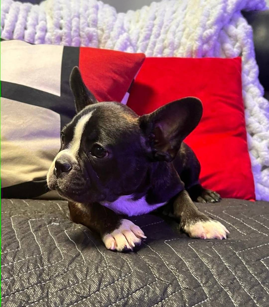 Lil Kane French Bulldog and Frenchton Hybrid Puppy for Sale in Finly