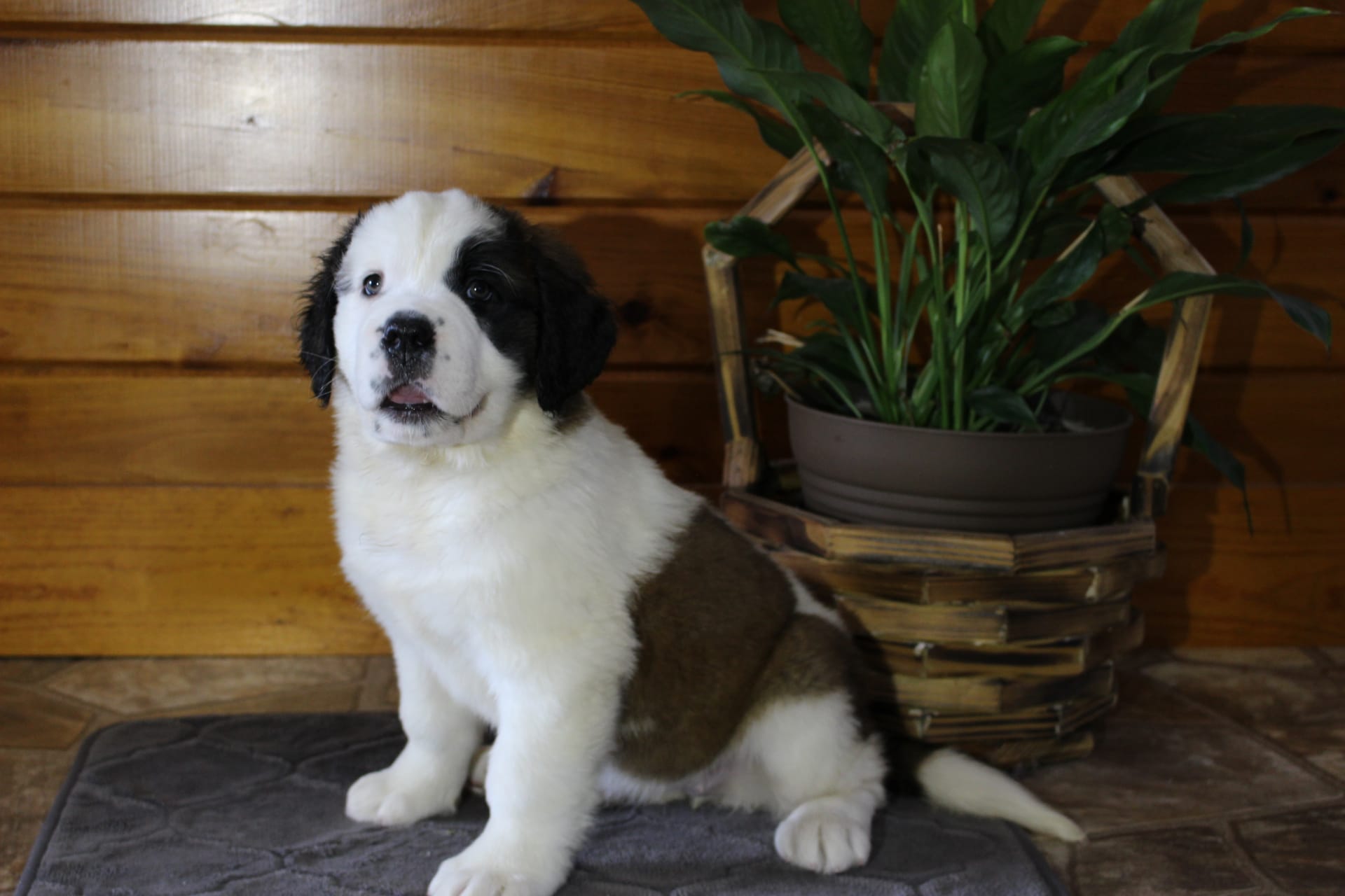 Candy Saint Bernard Puppy for Sale in Richfield, PA Lancaster Puppies