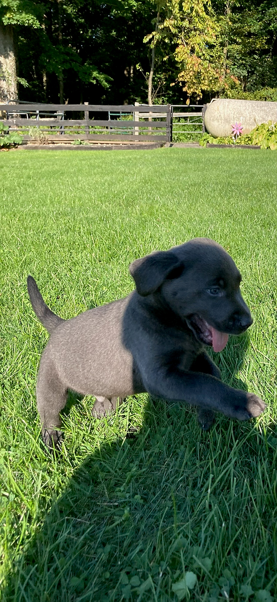 Archer Labrador Retriever Puppy for Sale in Fountain City, IN