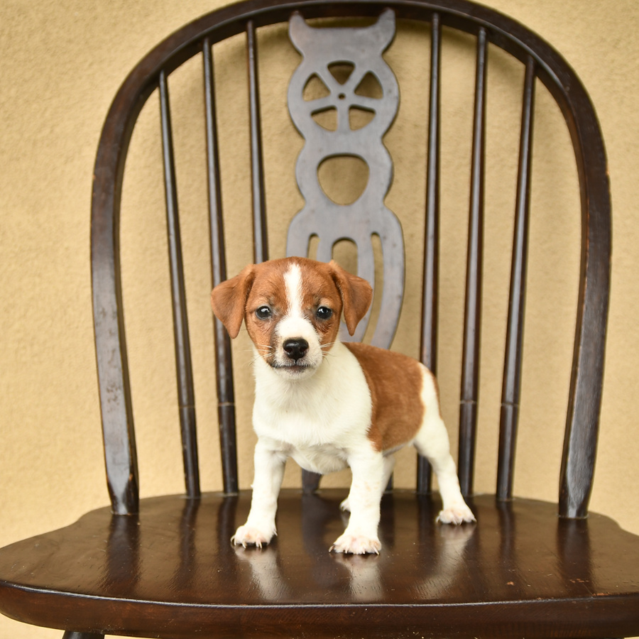 Cassie Jack Russell Terrier Puppy for Sale in Peach Bottom, PA