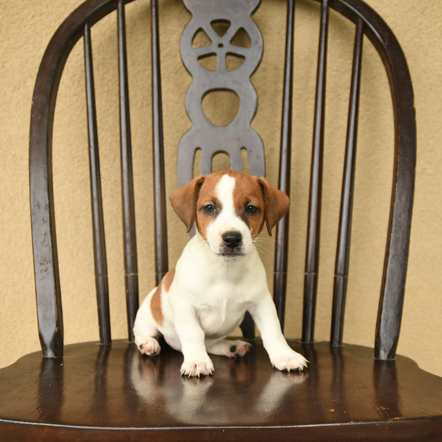 Cash Jack Russell Terrier Puppy for Sale in Peach Bottom, PA