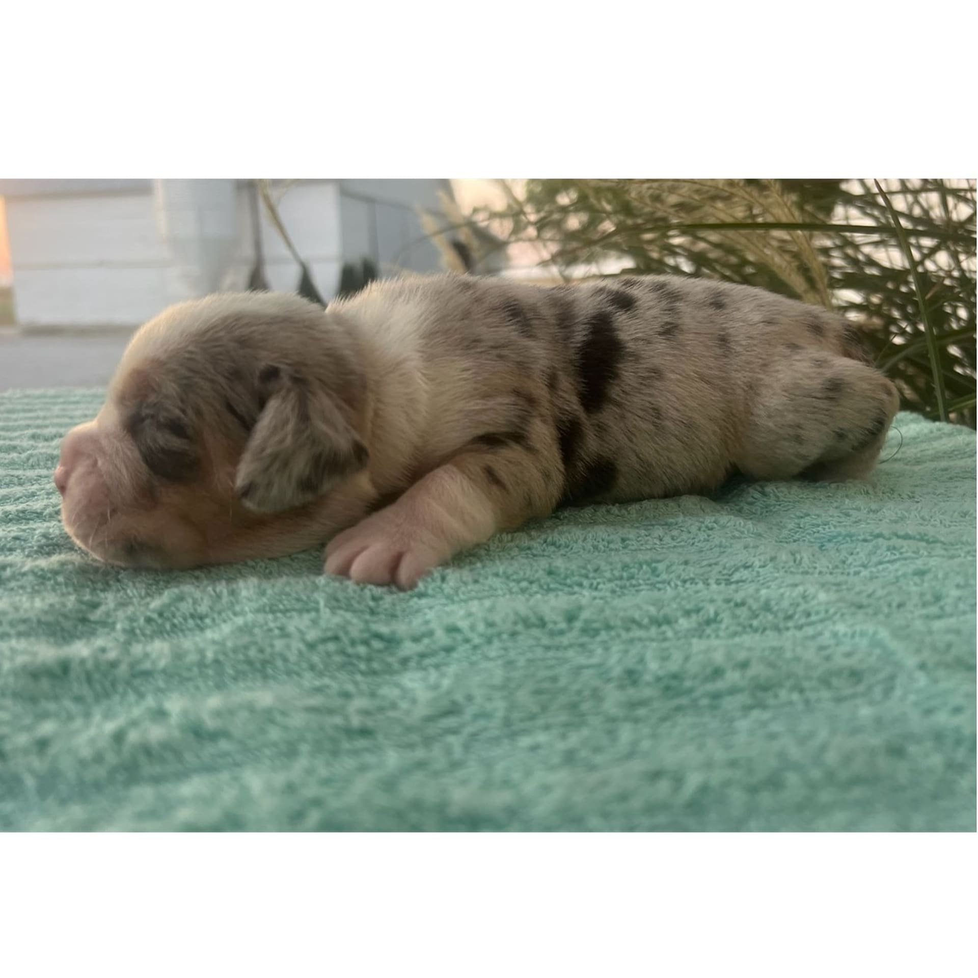 Trent Beabull Puppy for Sale in Arthur, IL Lancaster Puppies
