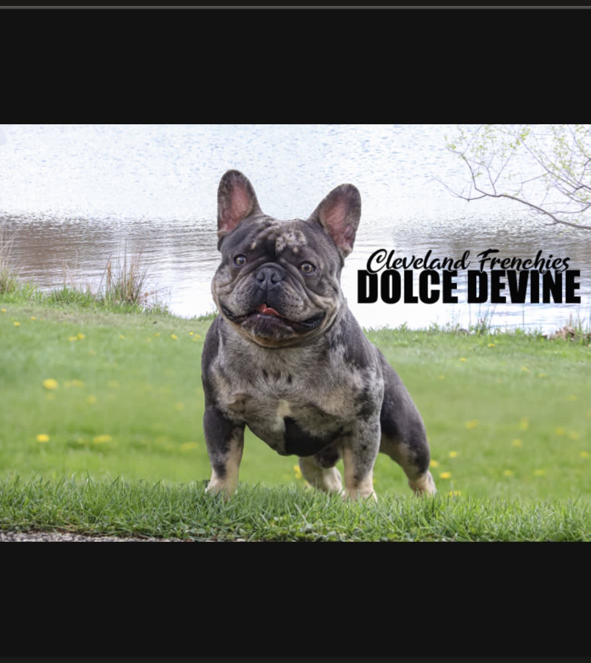 Dolce Devine French Bulldog Stud in Euclid, OH Lancaster Puppies
