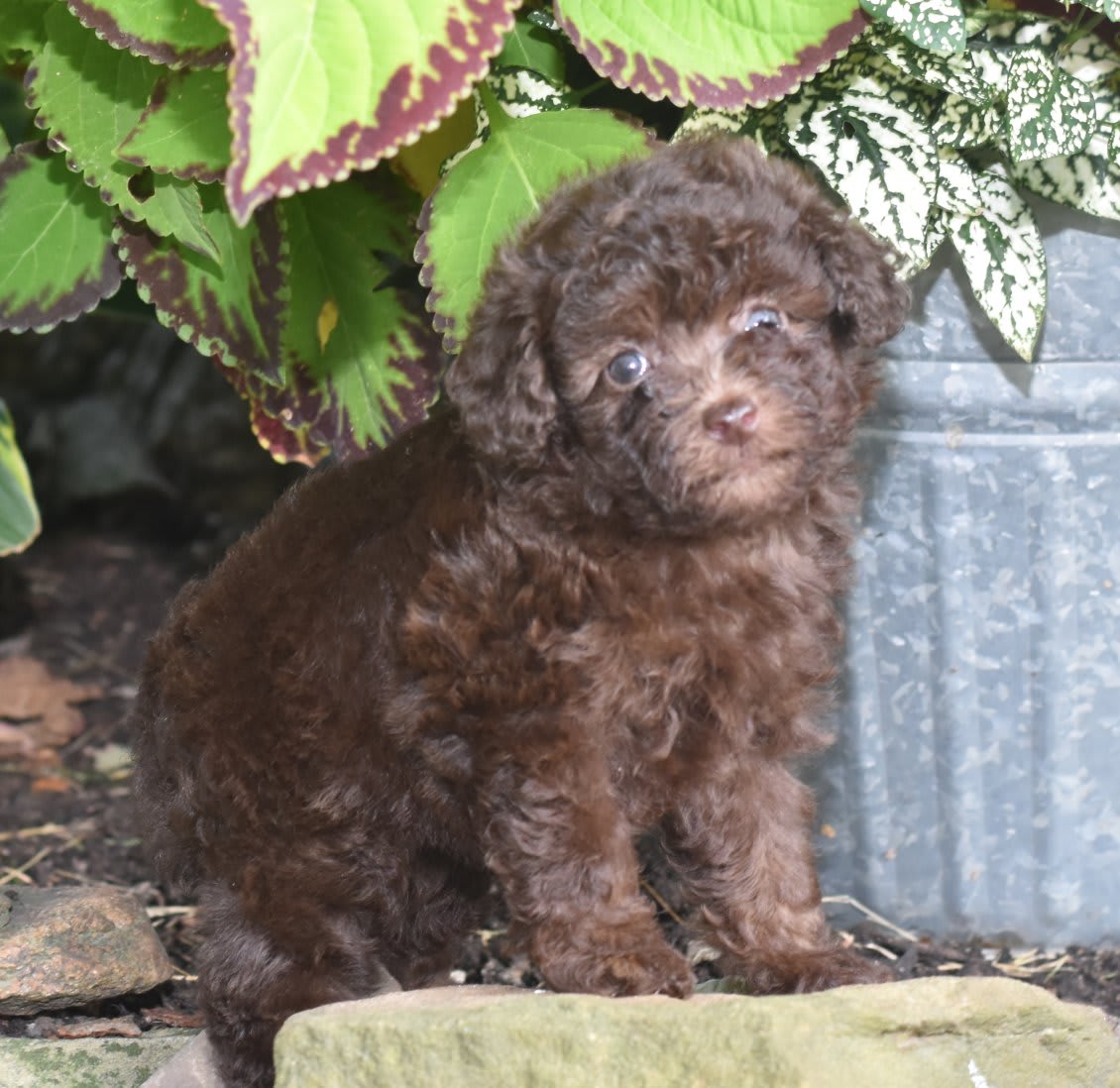 Chocolate toy poodle puppy deals
