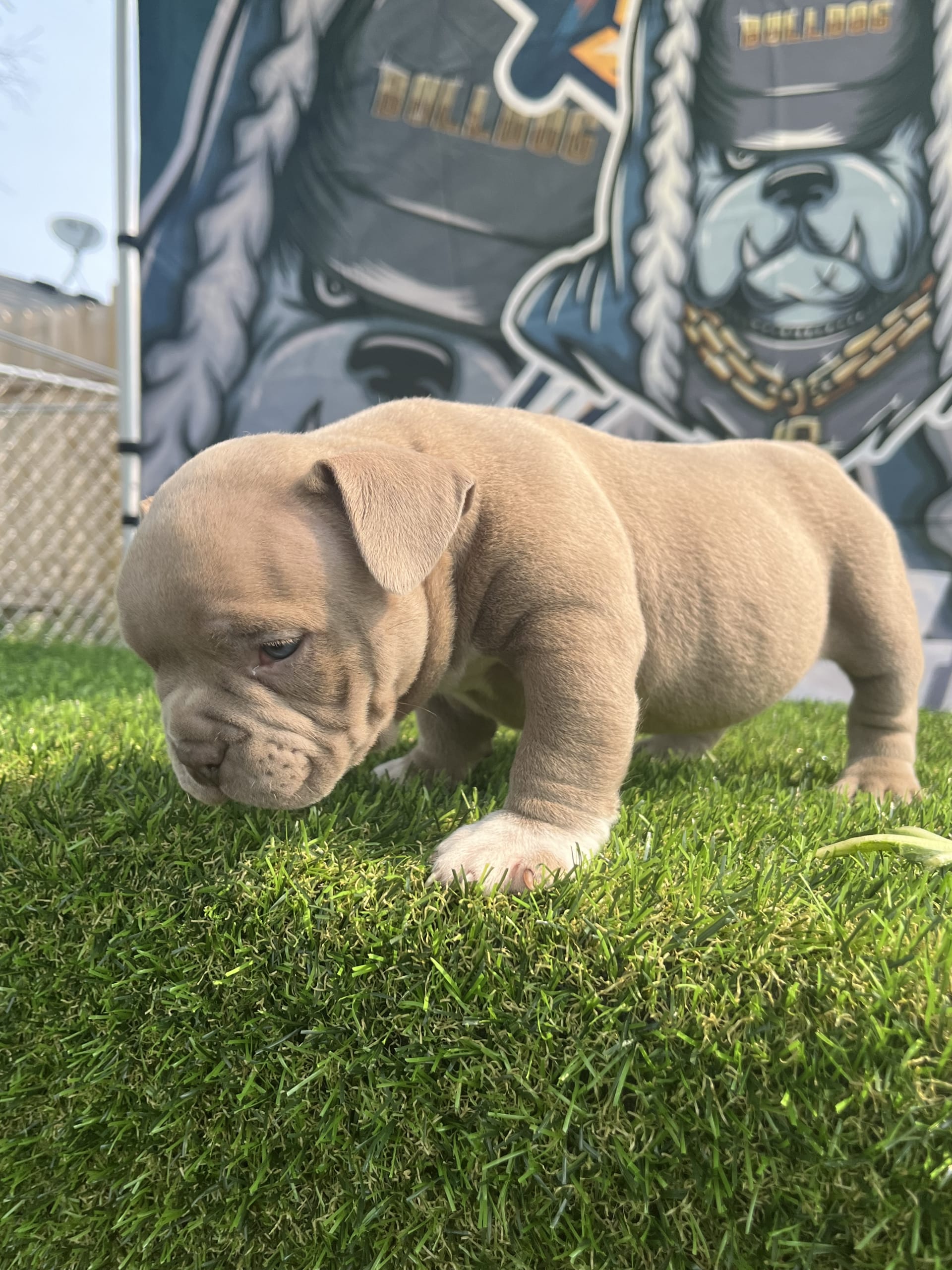 Exotic puppies for sale deals
