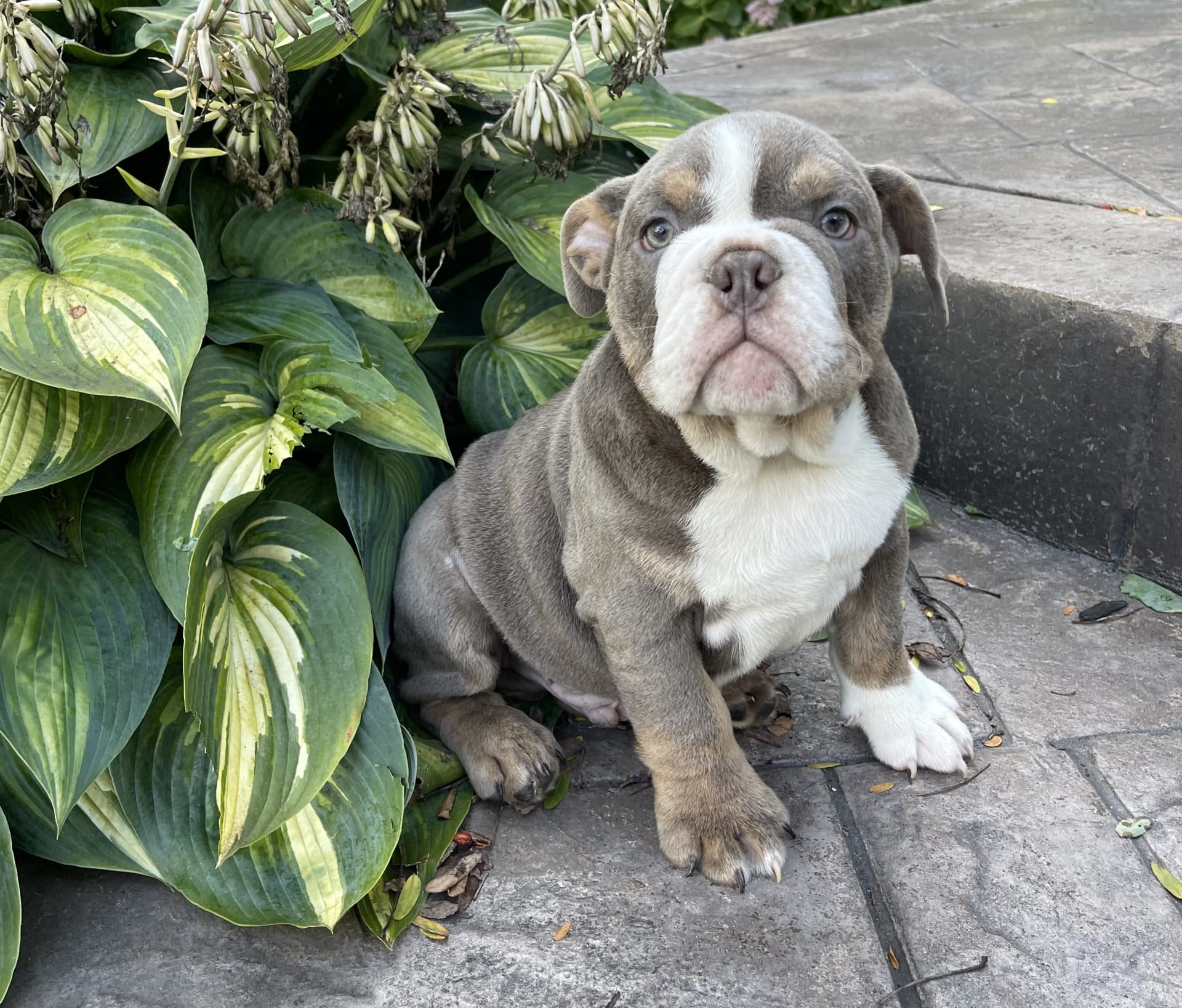 Blue merle tri retailers english bulldog