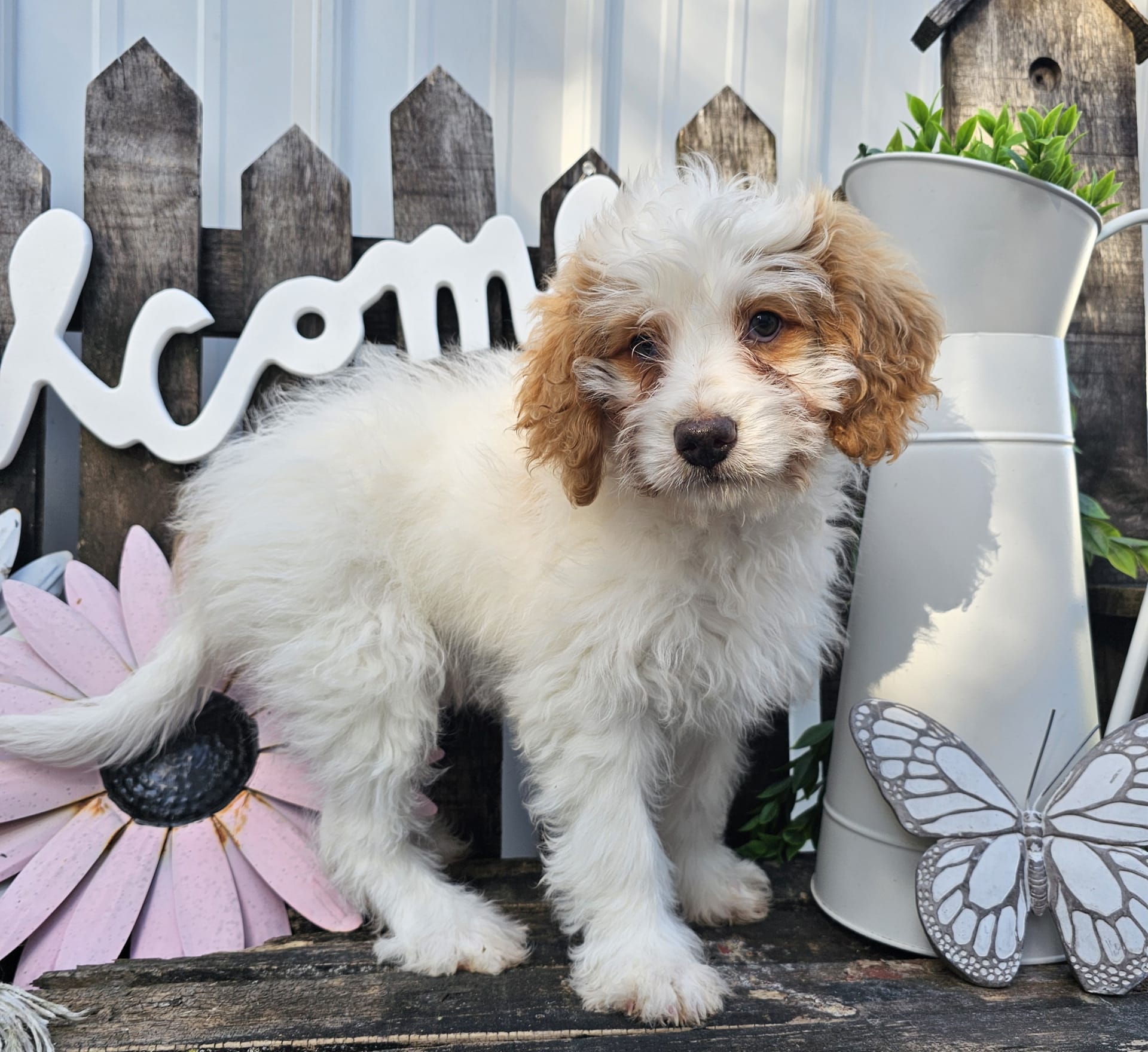 Miley Mini Bernedoodle Puppy for Sale in Fredericksburg, OH