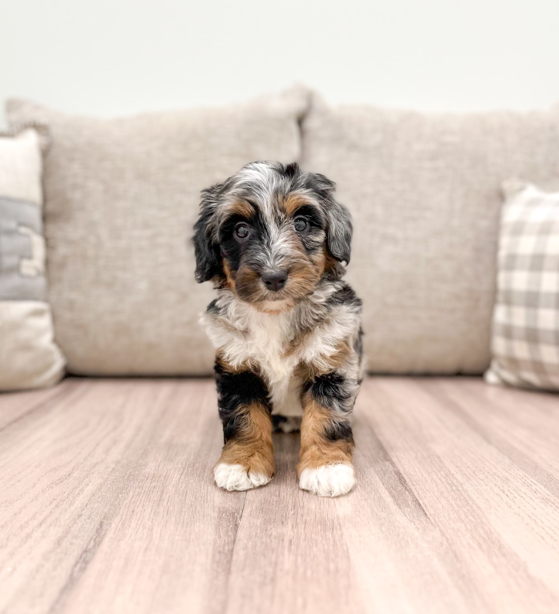 Betty Mini Bernedoodle Puppy for Sale in Millersburg, OH Lancaster