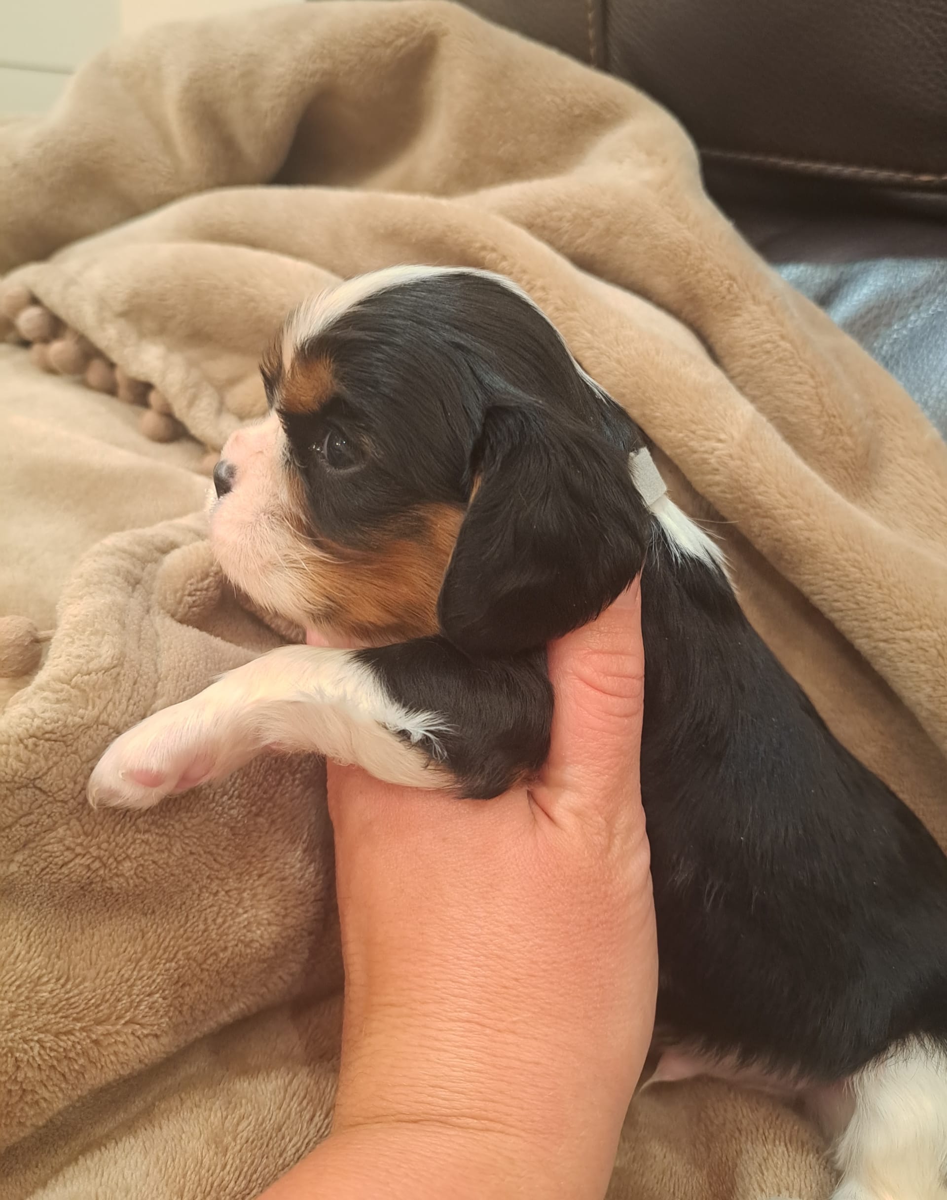 Akc Caspian Cavalier King Charles Spaniel Puppy for Sale in Mohnton