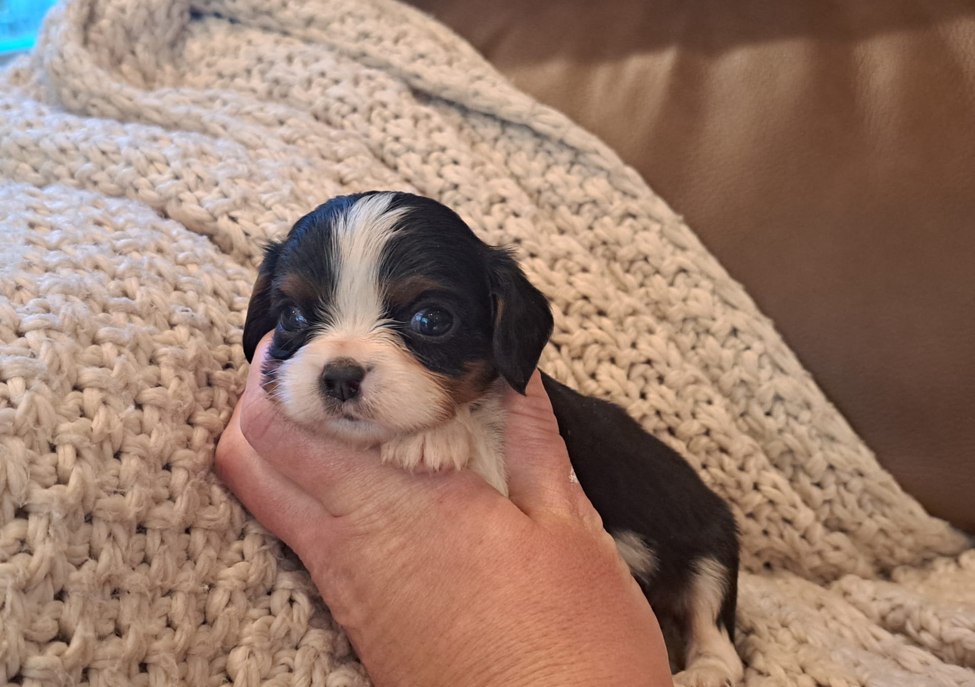 Akc Coby Cavalier King Charles Spaniel Puppy for Sale in Mohnton, PA