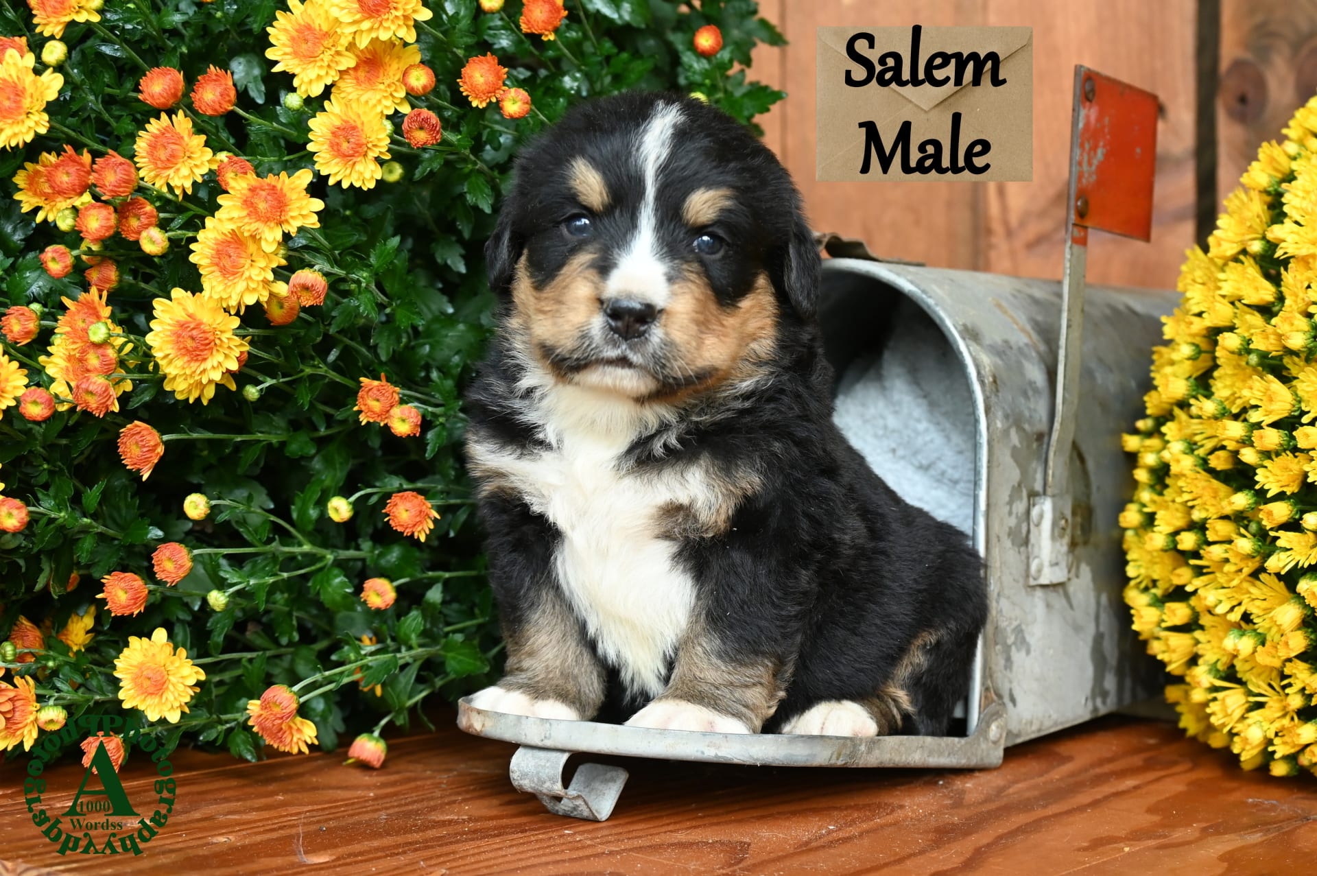 Kennel club rottweiler puppies hotsell