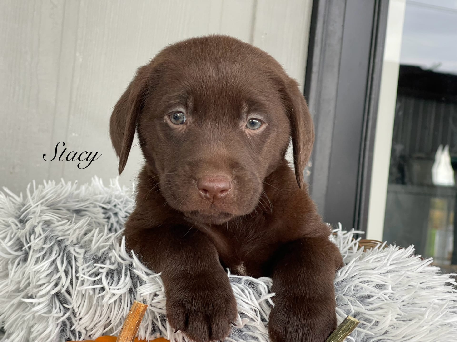 Stacy Labrador Retriever Puppy for Sale in Dundee, NY Lancaster Puppies