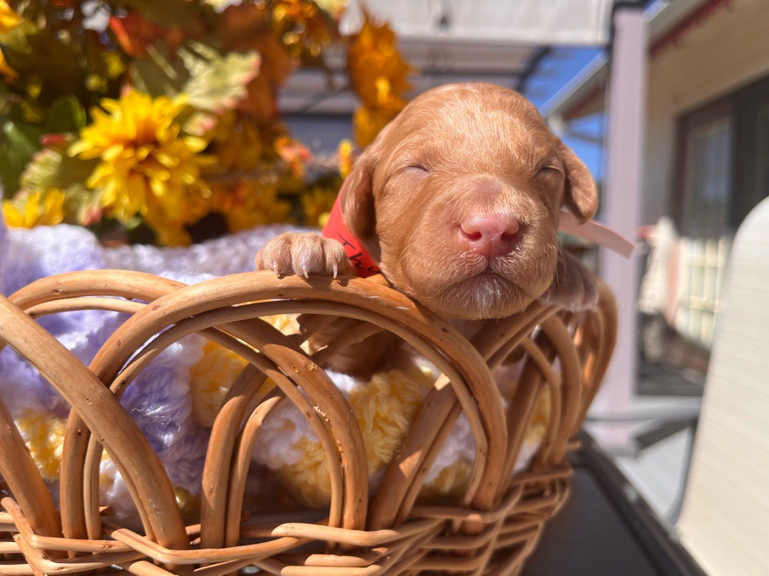 Thunder Aussiedoodle Puppy for Sale in Loveland, CO Lancaster Puppies