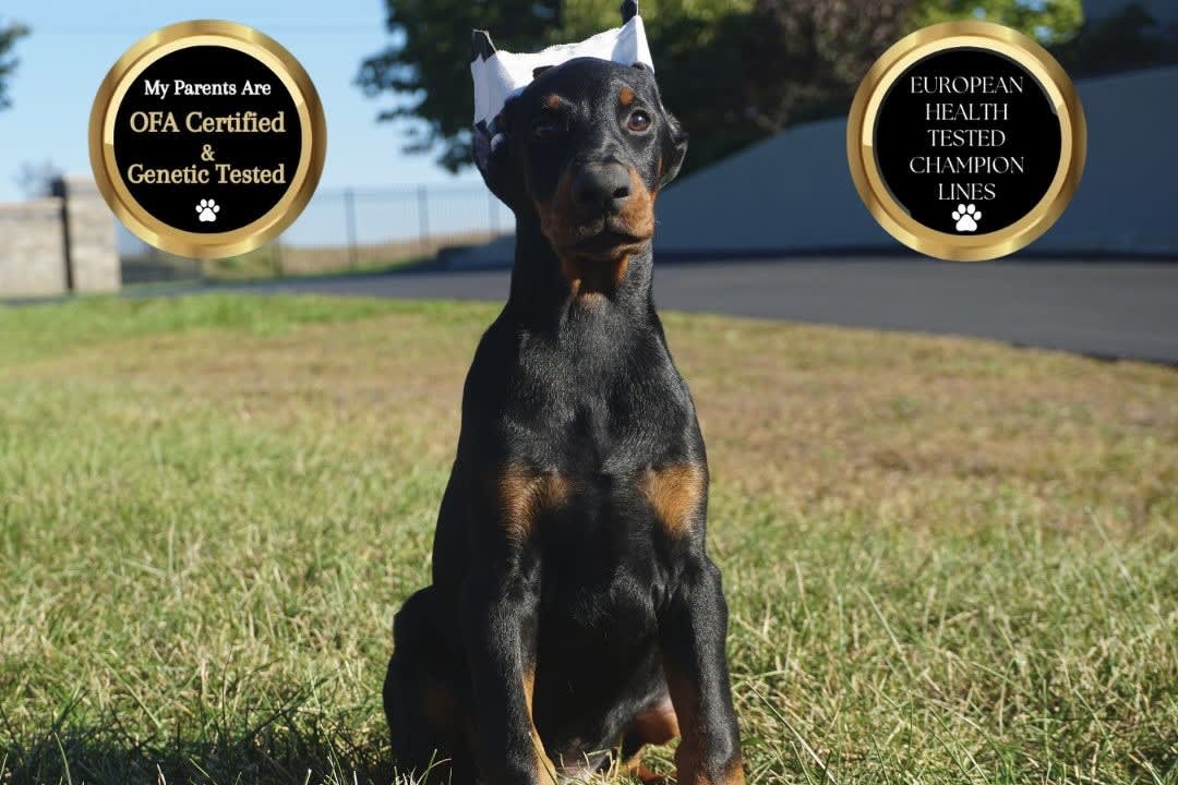 Diet for doberman puppy hot sale