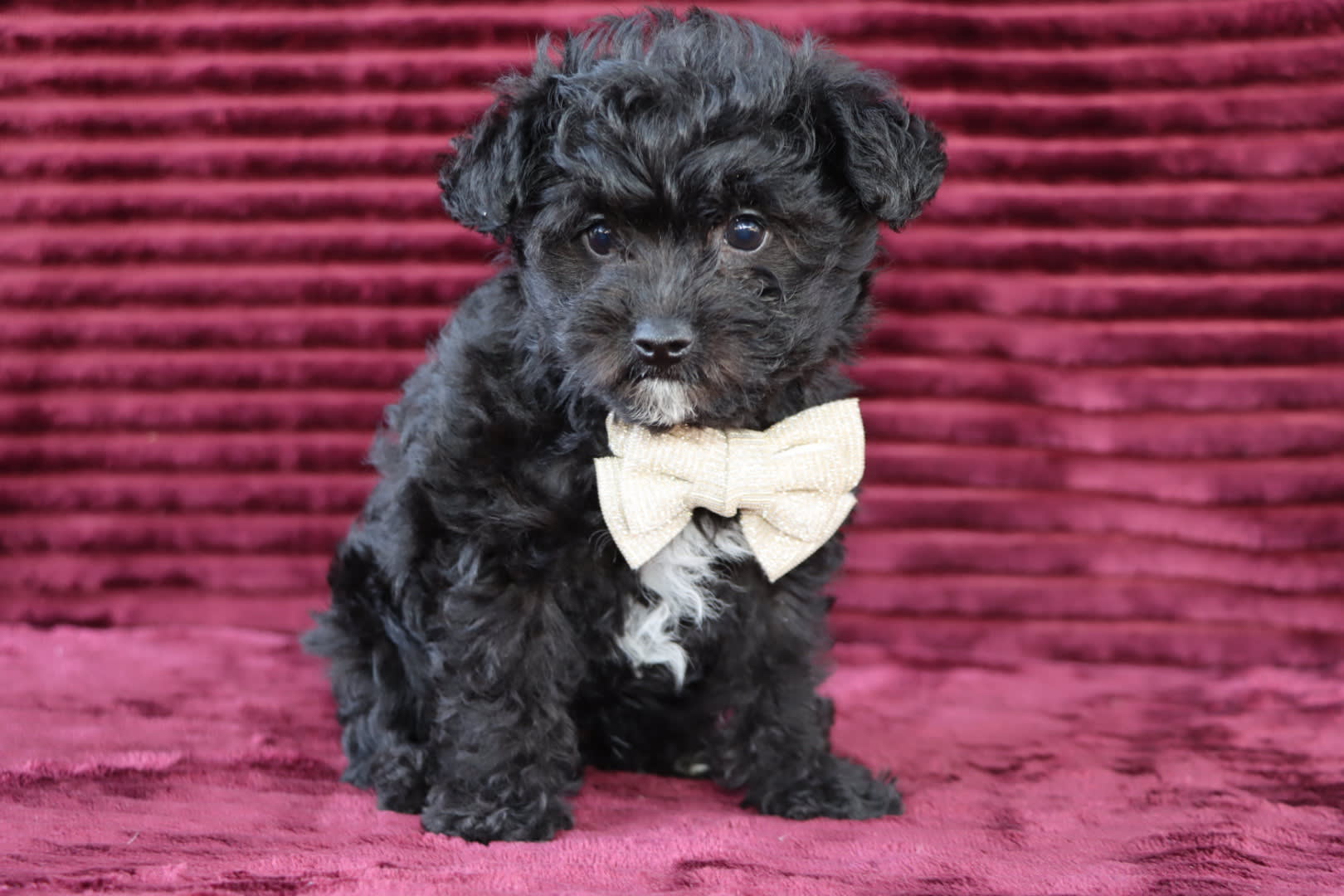 Bouncer Yorkiepoo Puppy for Sale in Goshen, IN Lancaster Puppies