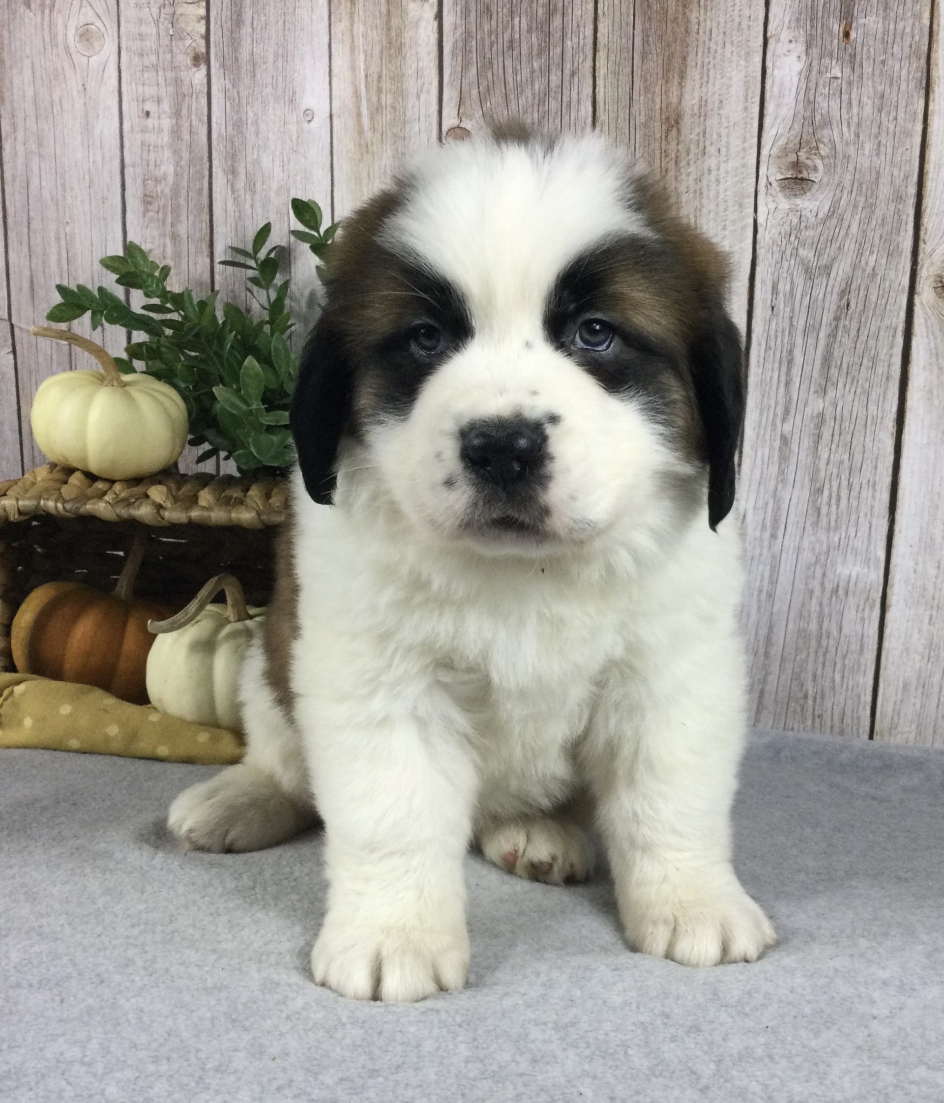 Bella Saint Bernard Puppy for Sale in Millersburg, OH Lancaster Puppies