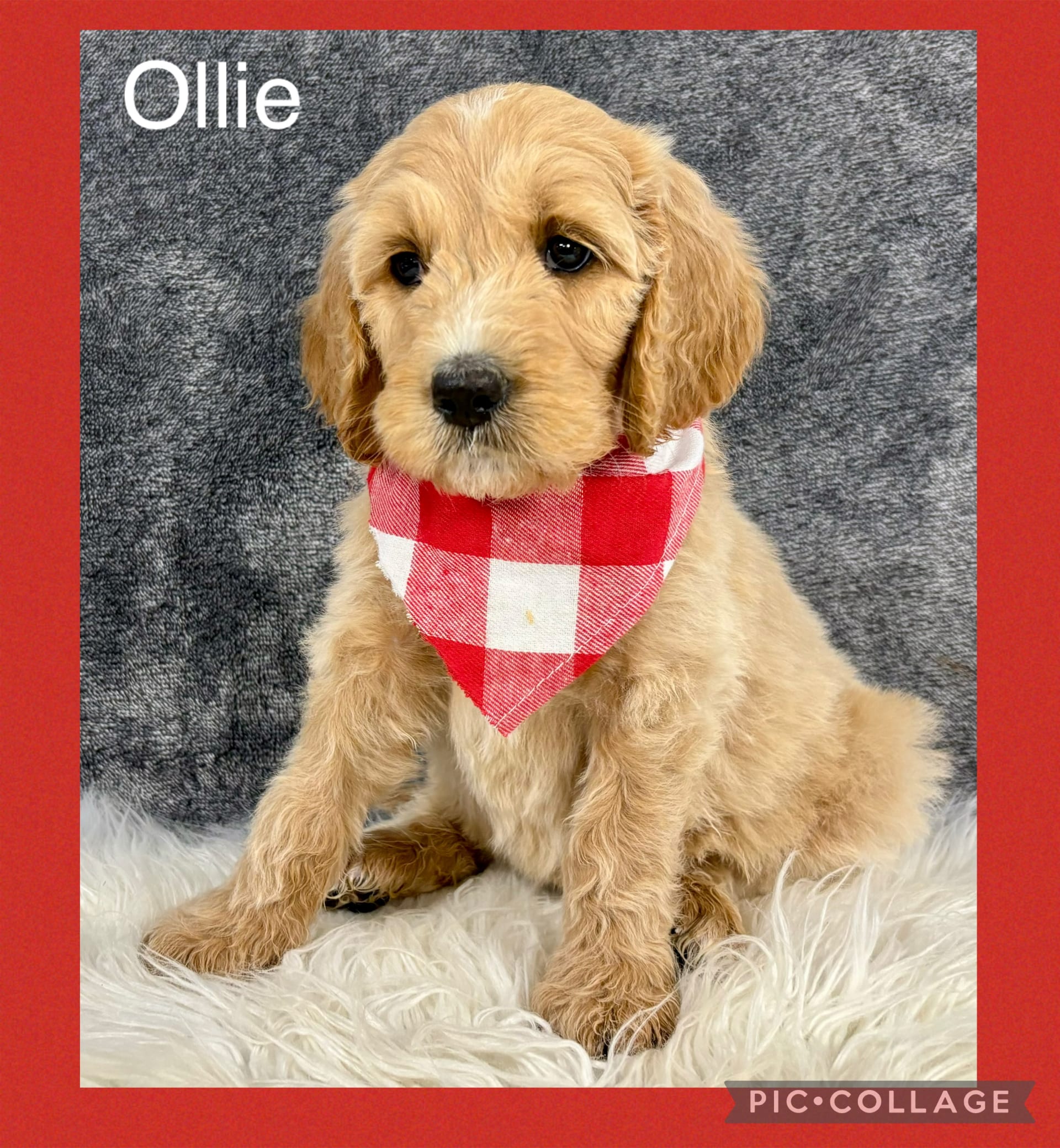Ollie Goldendoodle Puppy for Sale in Millersburg, OH Lancaster Puppies