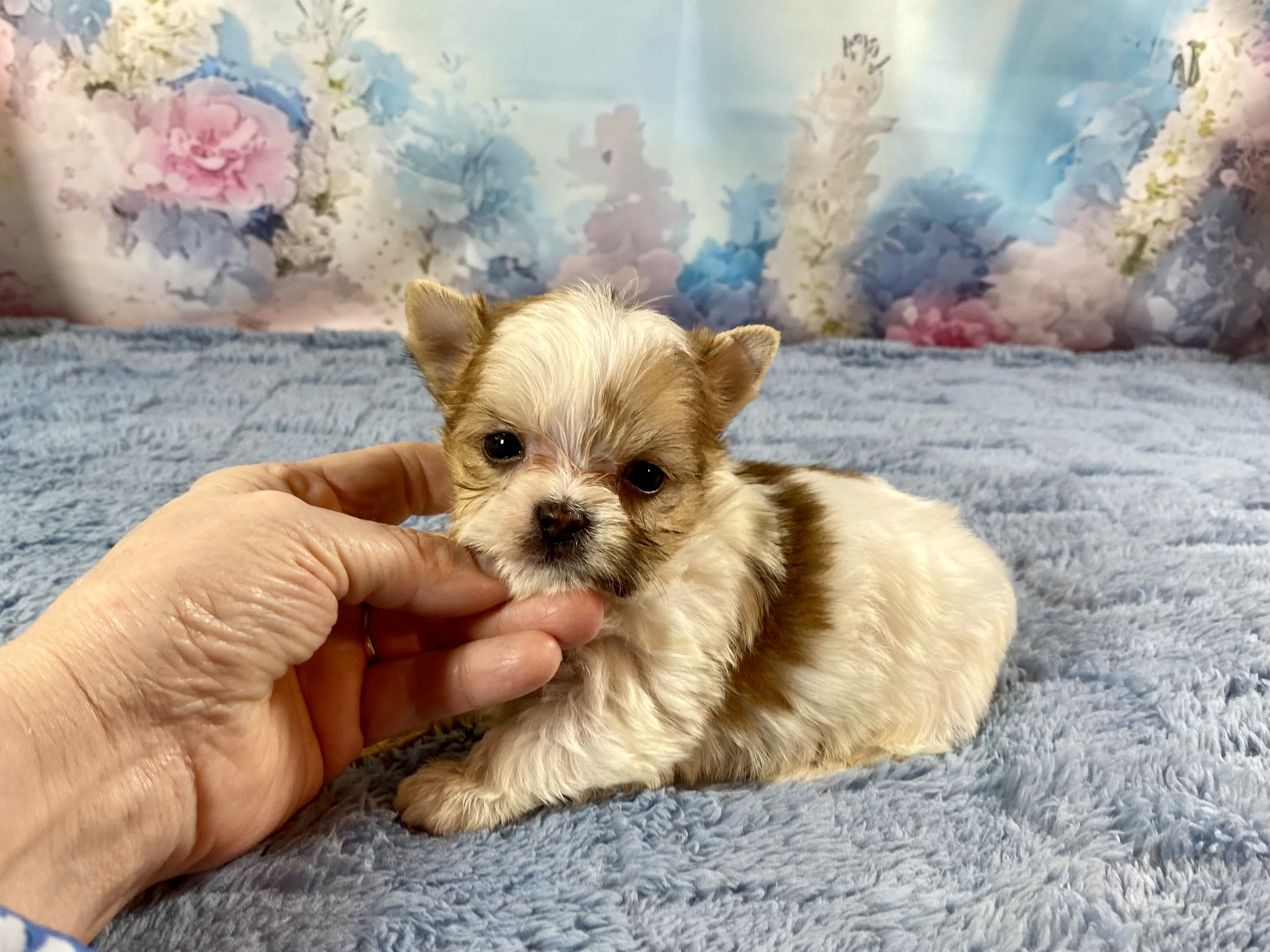 Loki Tiny Teacup Parti Yo Yorkshire Terrier Puppy for Sale in