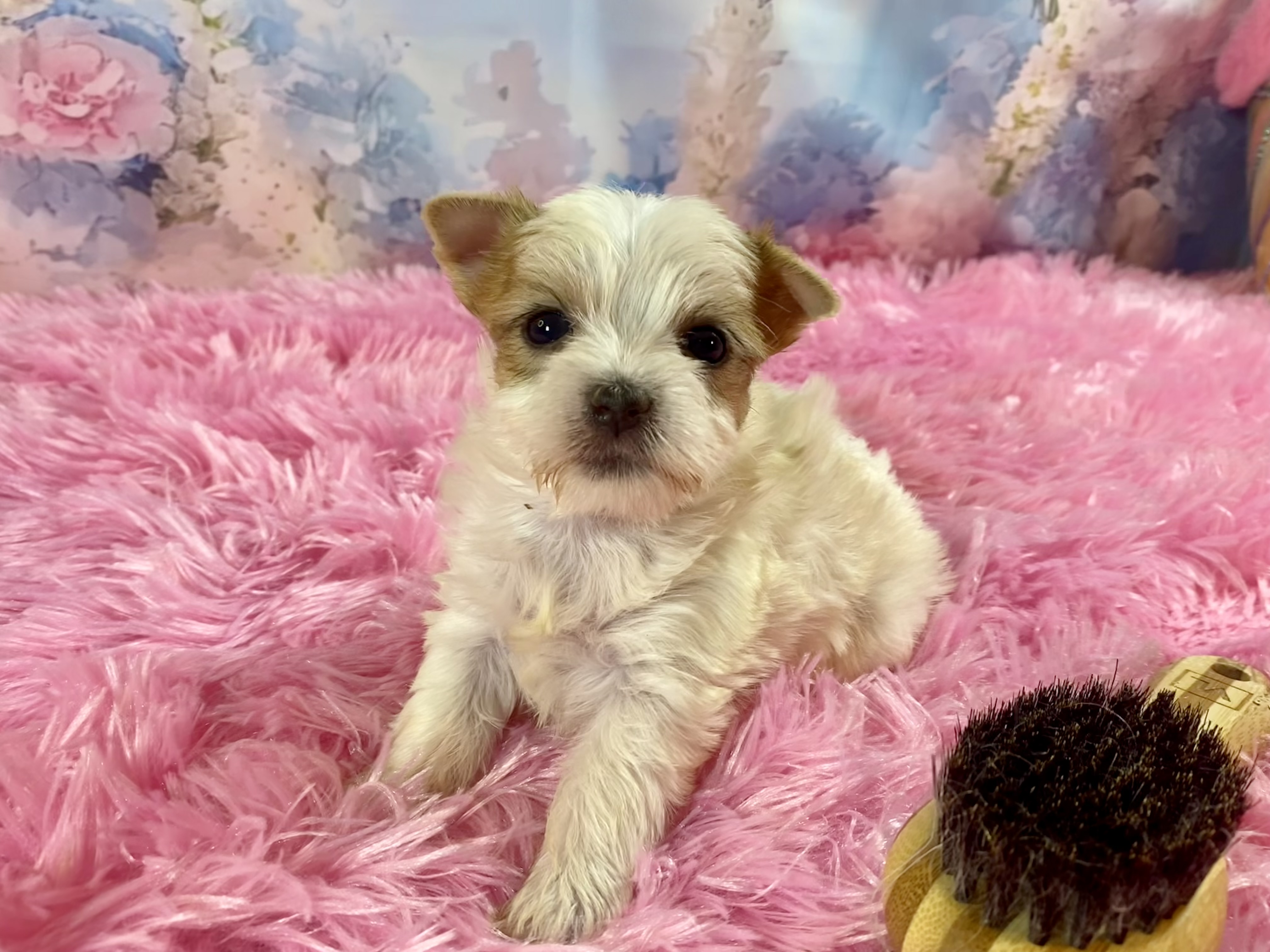 Martini Teacup Gold Parti Yorkshire Terrier Puppy for Sale in